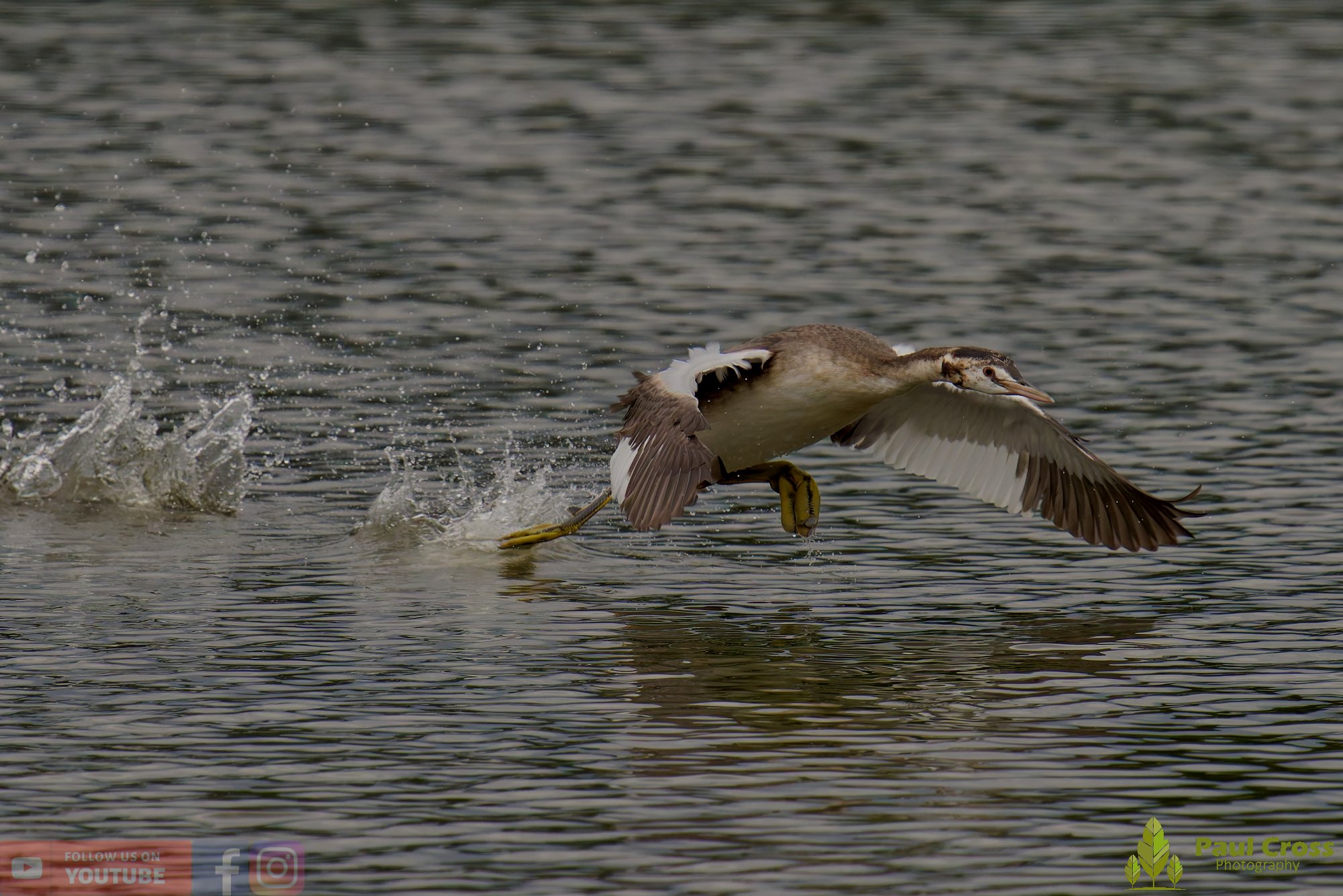 Great Crested Grebe-00897.jpg
