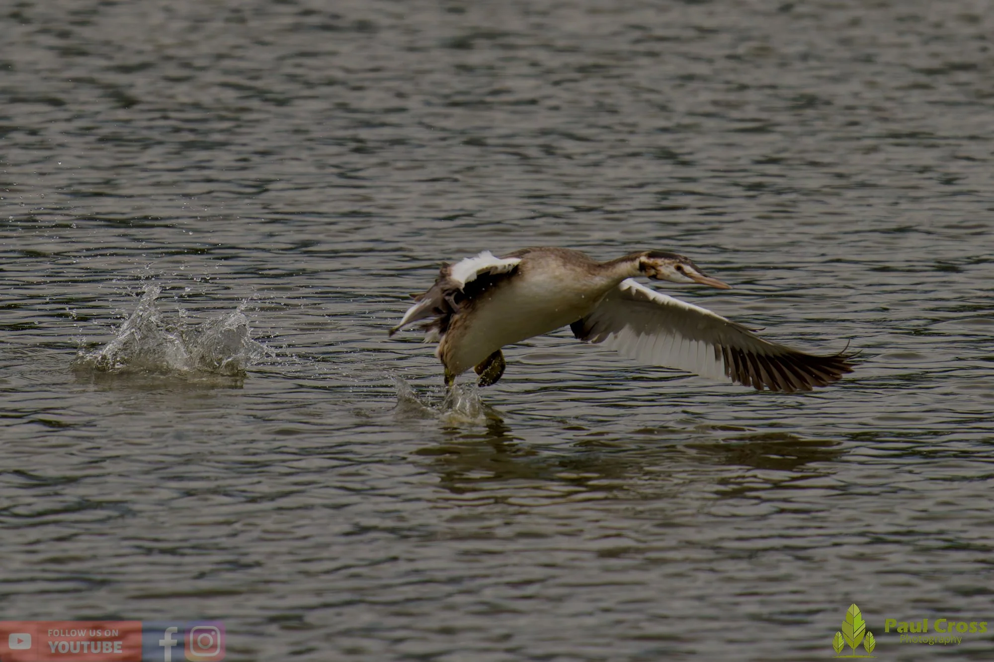 Great Crested Grebe-00900.jpg