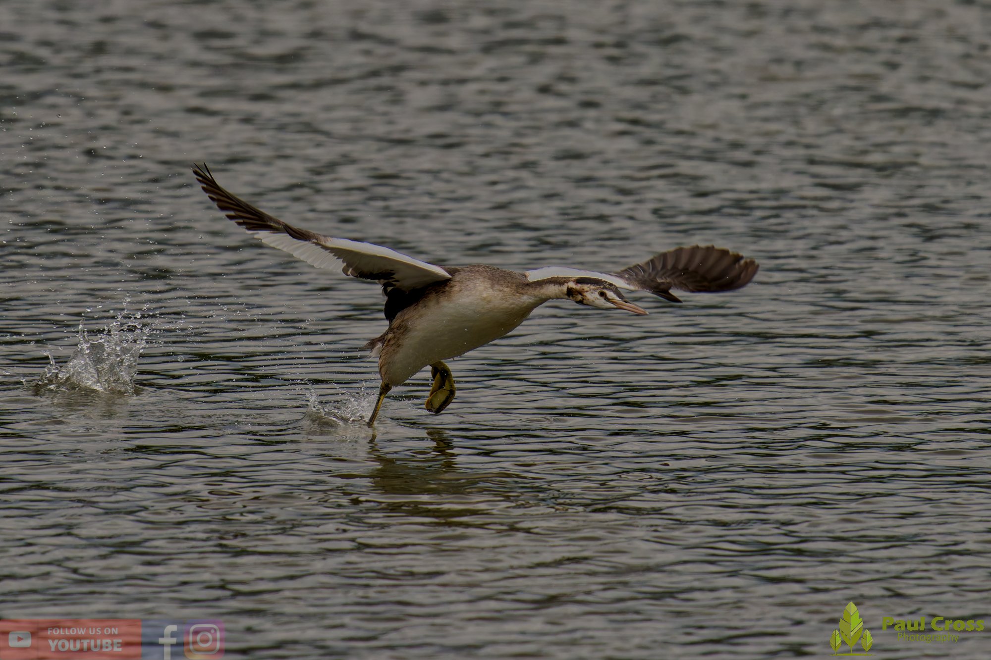 Great Crested Grebe-00899.jpg