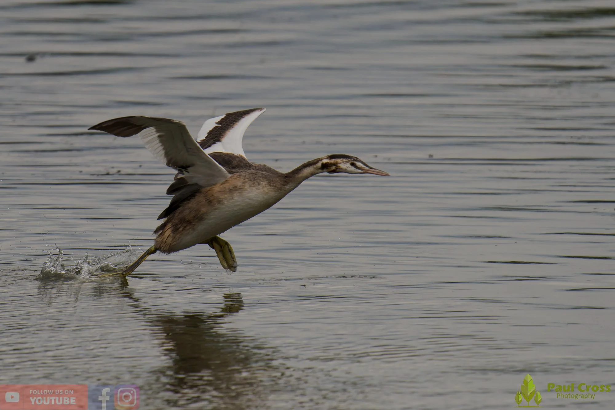 Great Crested Grebe-00901.jpg