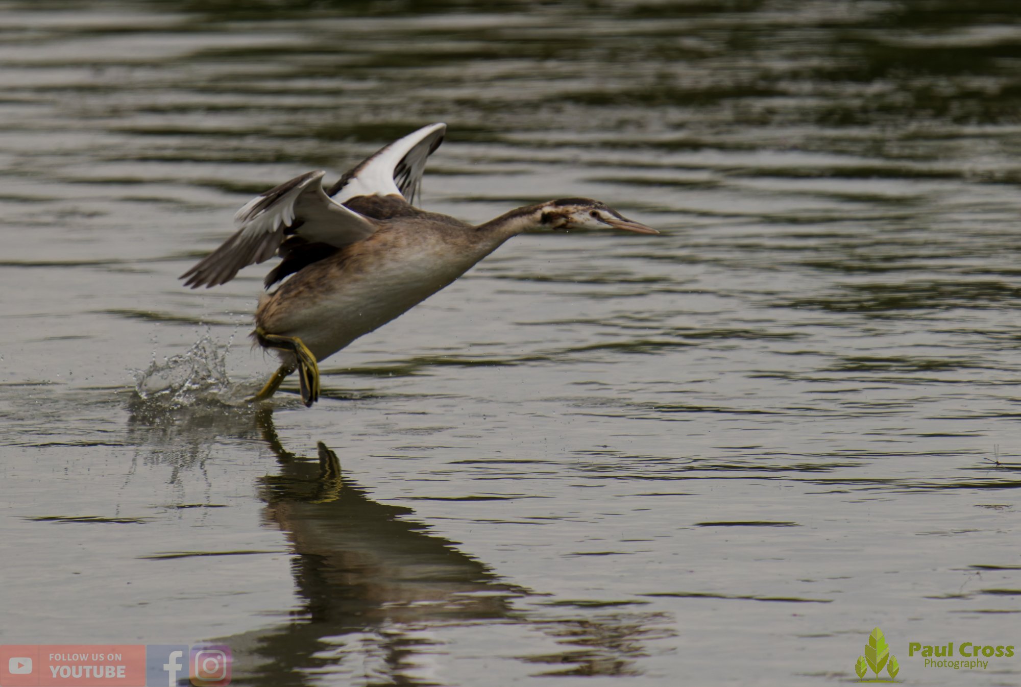 Great Crested Grebe-00902.jpg