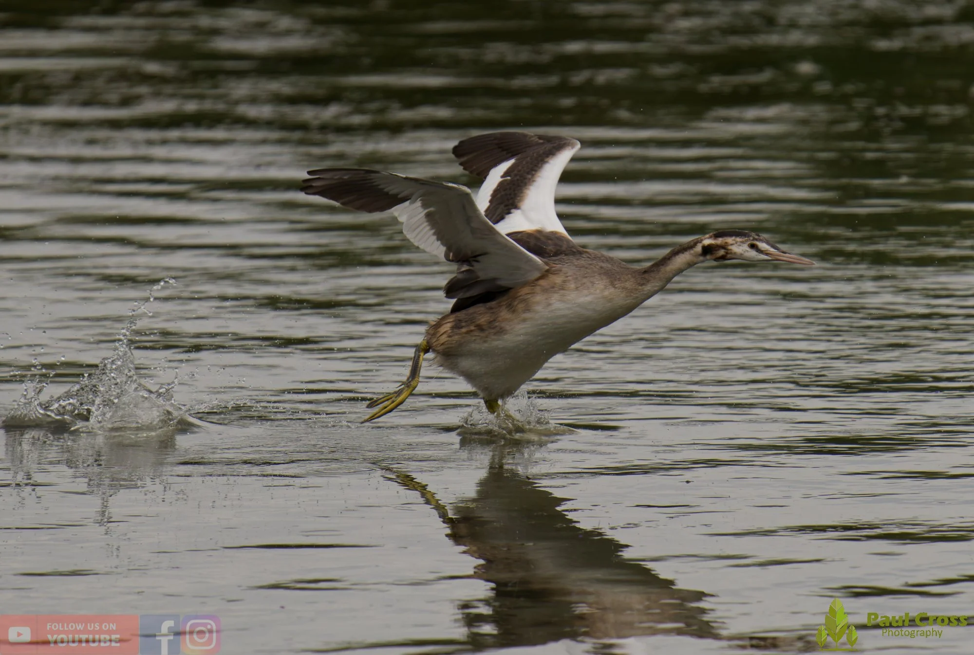 Great Crested Grebe-00903.jpg
