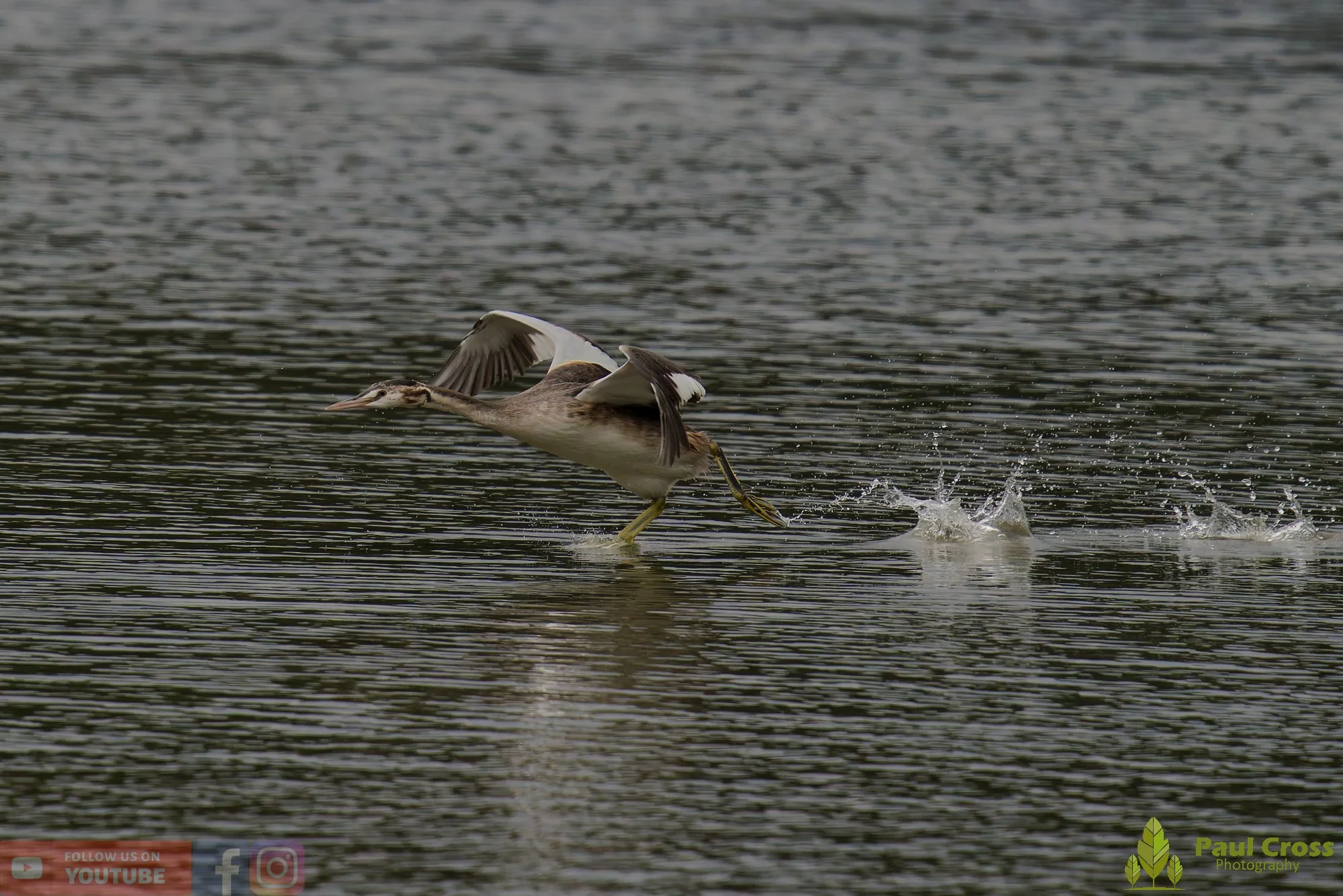 Great Crested Grebe-00905.jpg