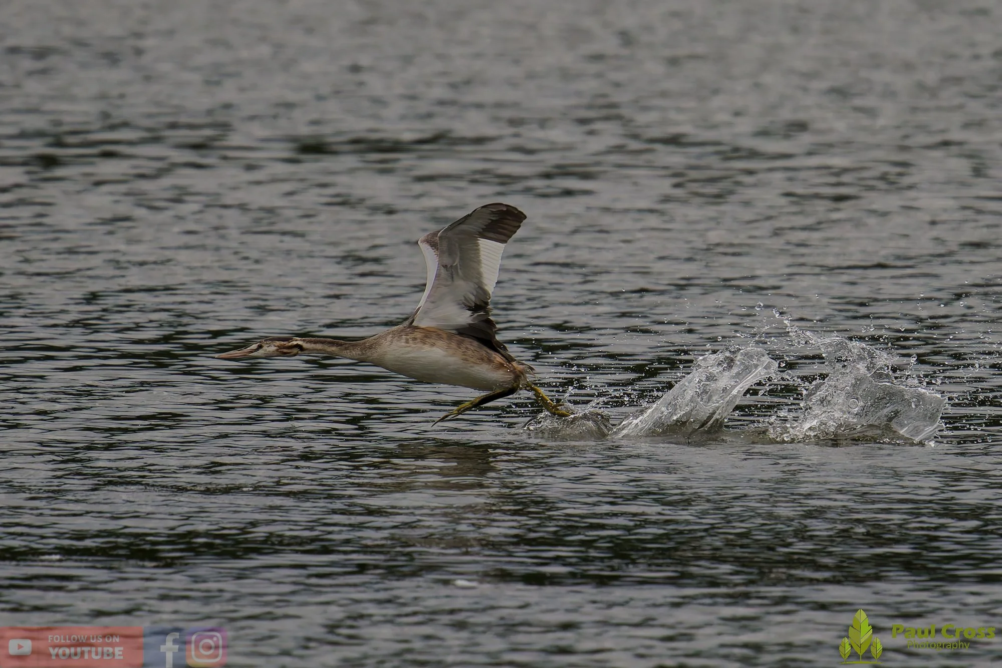 Great Crested Grebe-00906.jpg