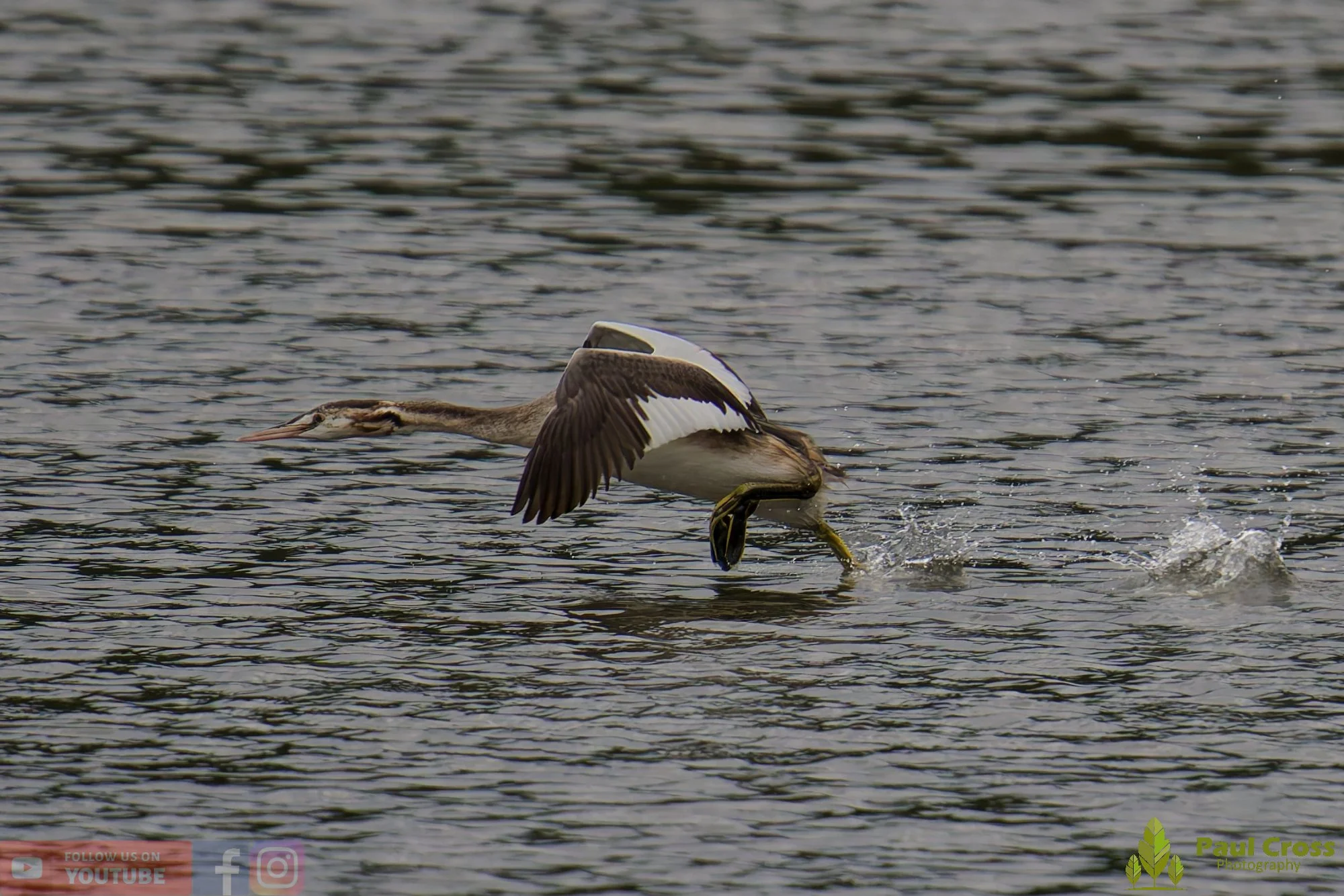 Great Crested Grebe-00907.jpg