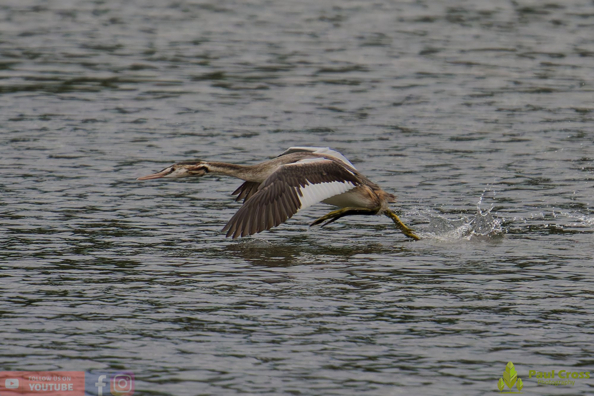 Great Crested Grebe-00908.jpg