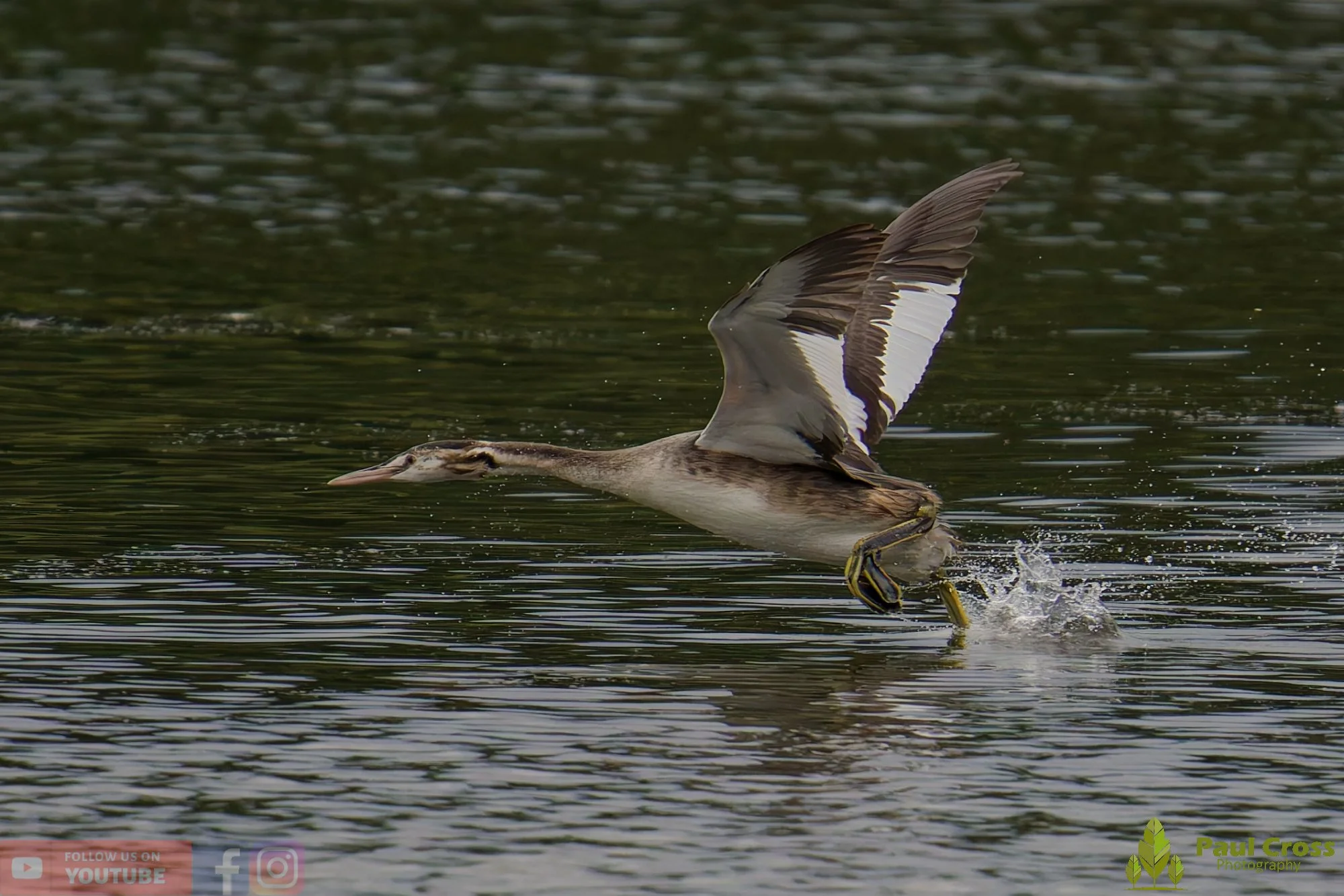 Great Crested Grebe-00909.jpg