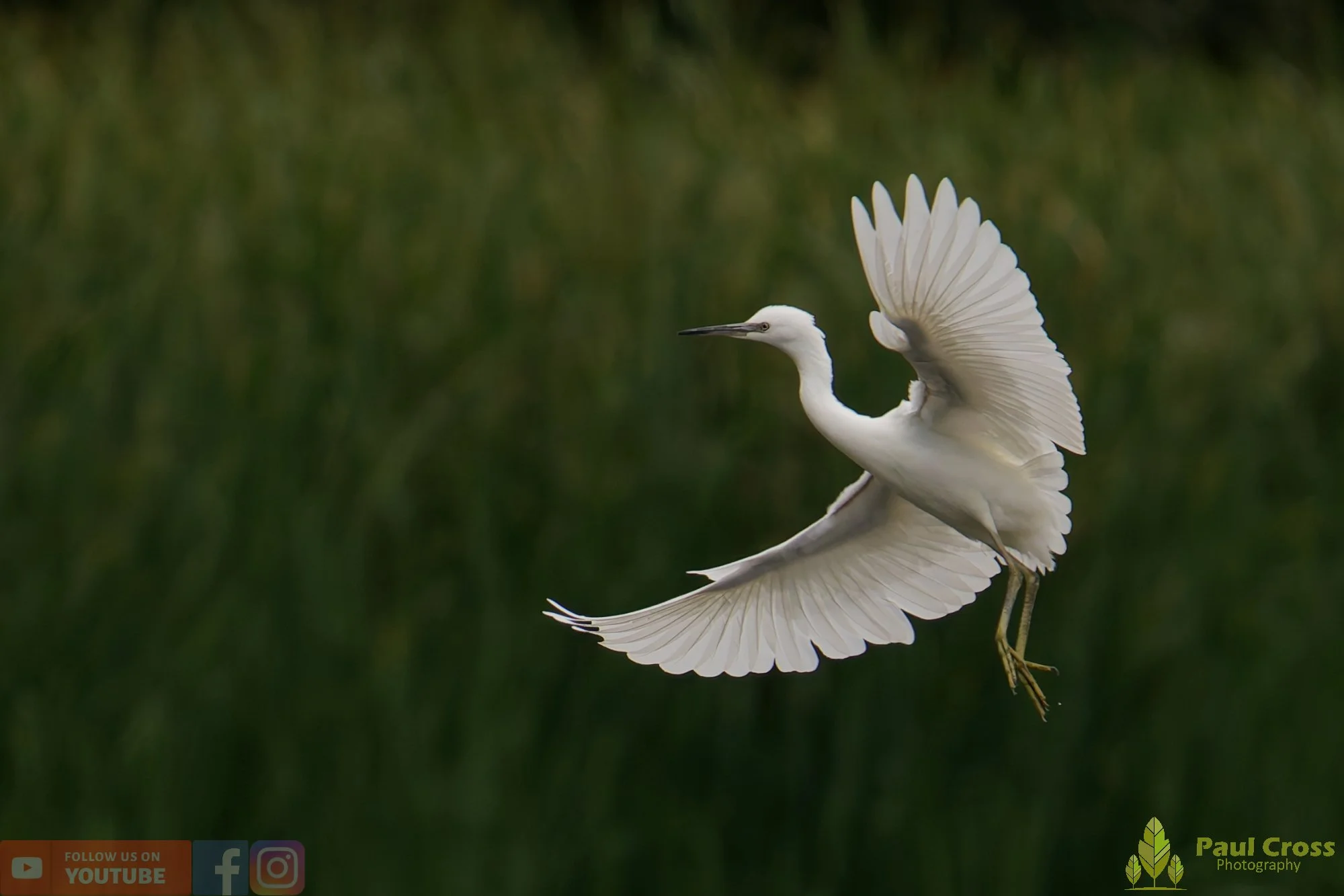 Little Egret-00448.jpg