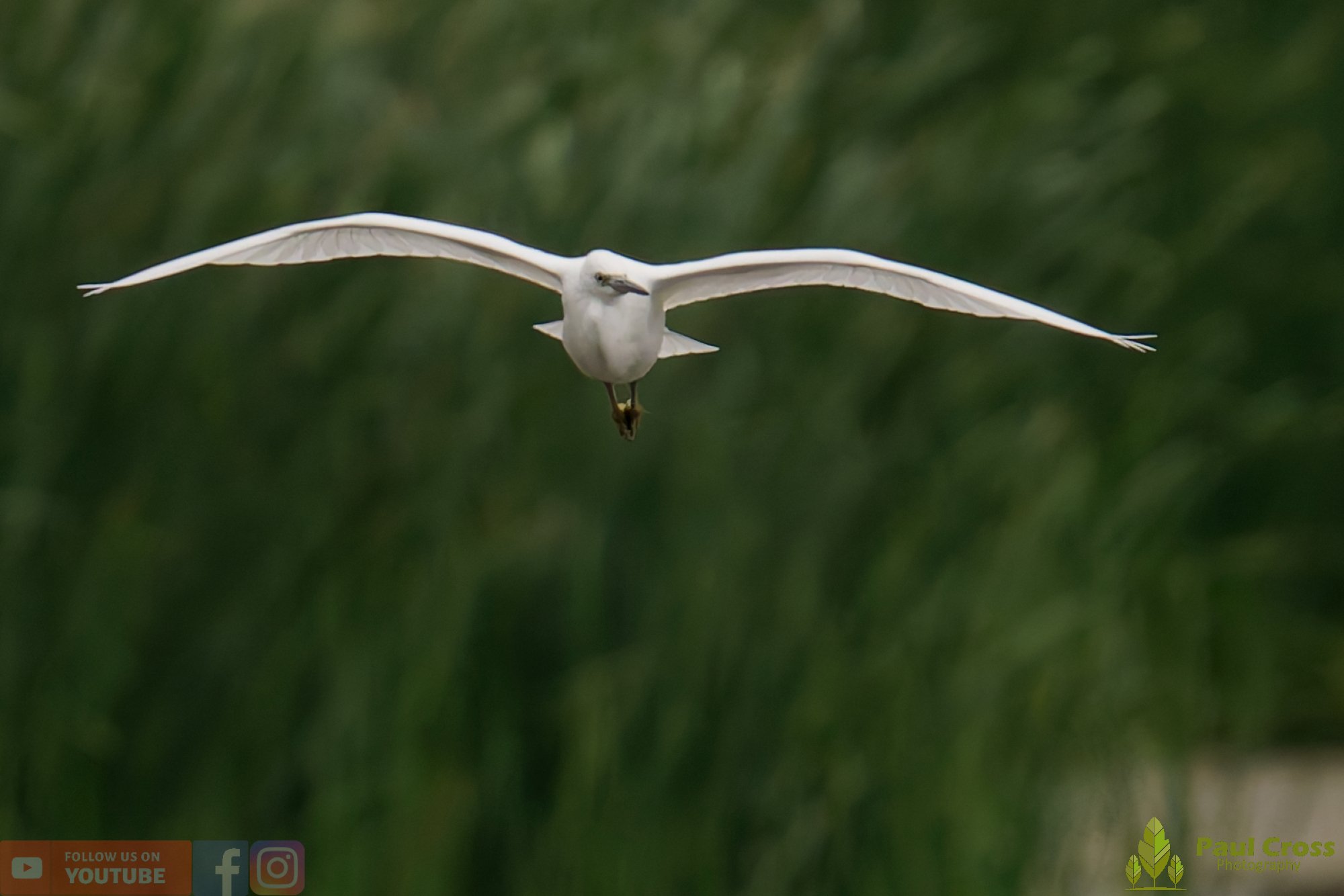 Little Egret-00447.jpg