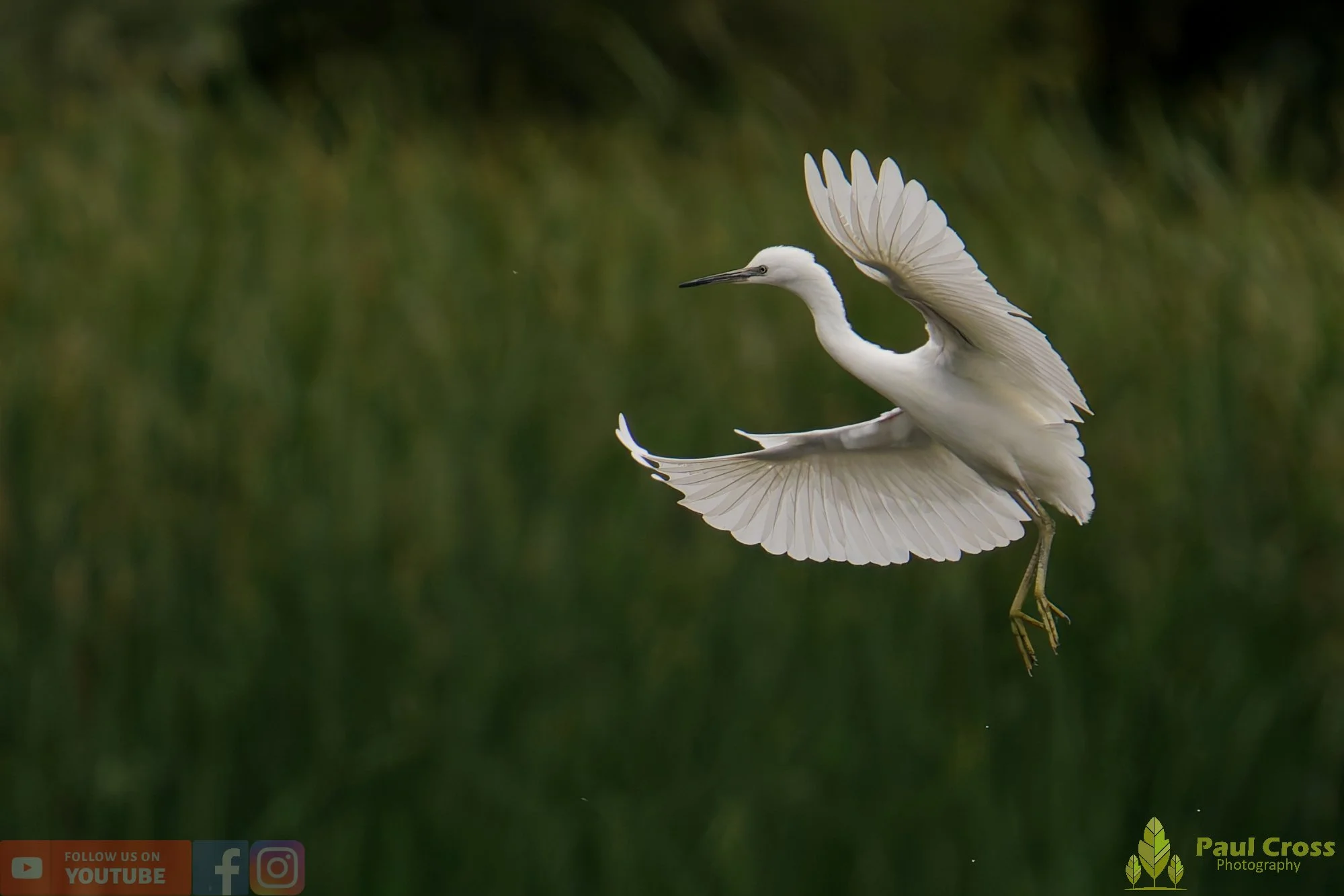 Little Egret-00450.jpg