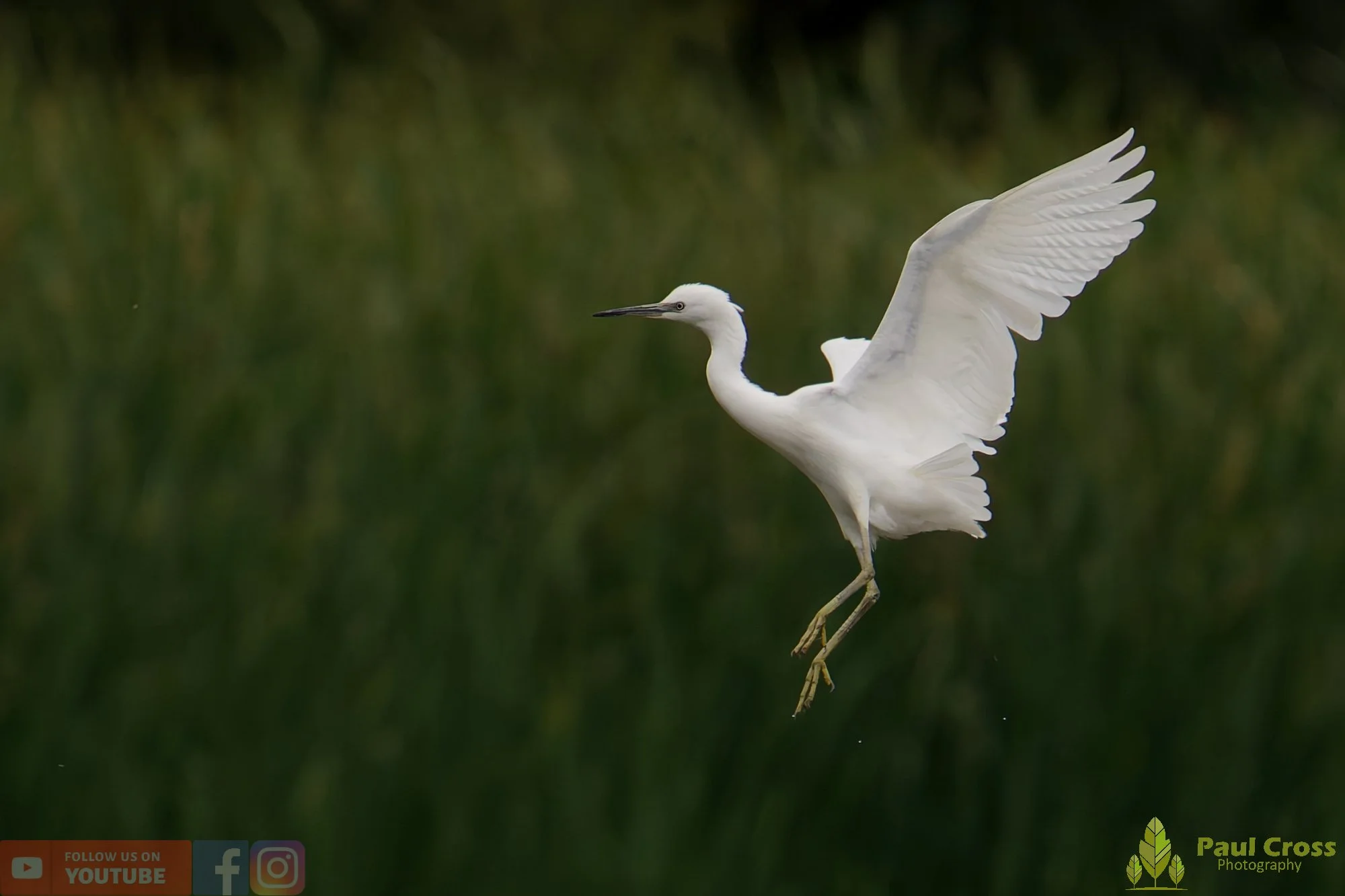 Little Egret-00449.jpg