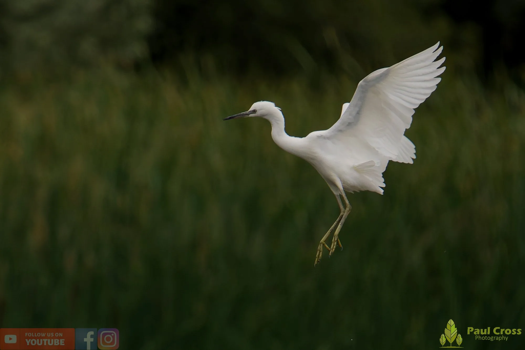 Little Egret-00451.jpg
