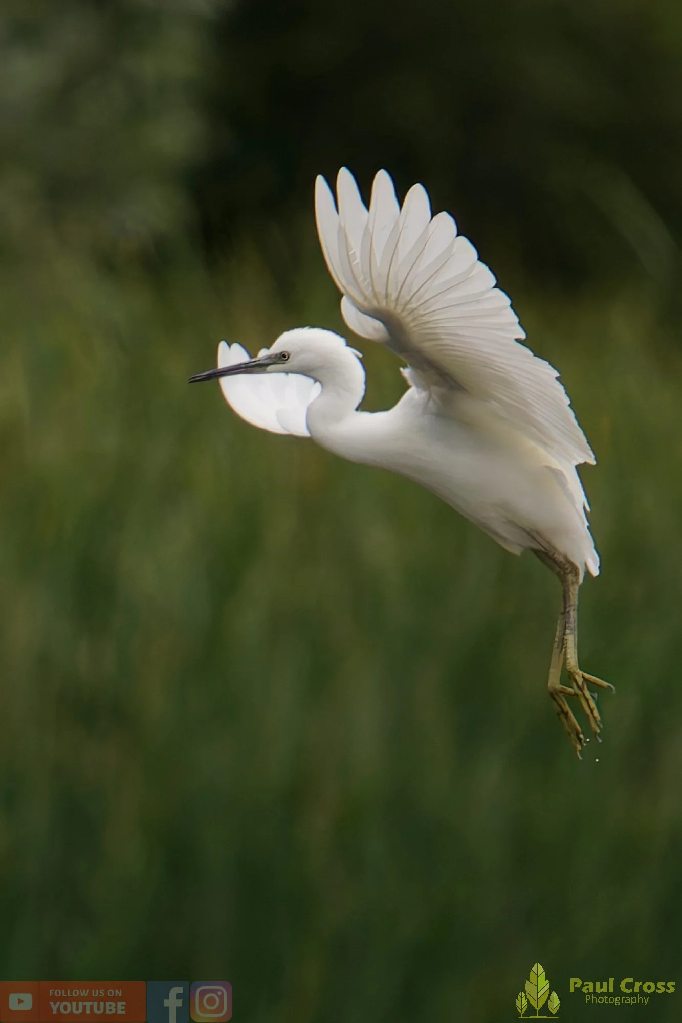 Little Egret-00452.jpg