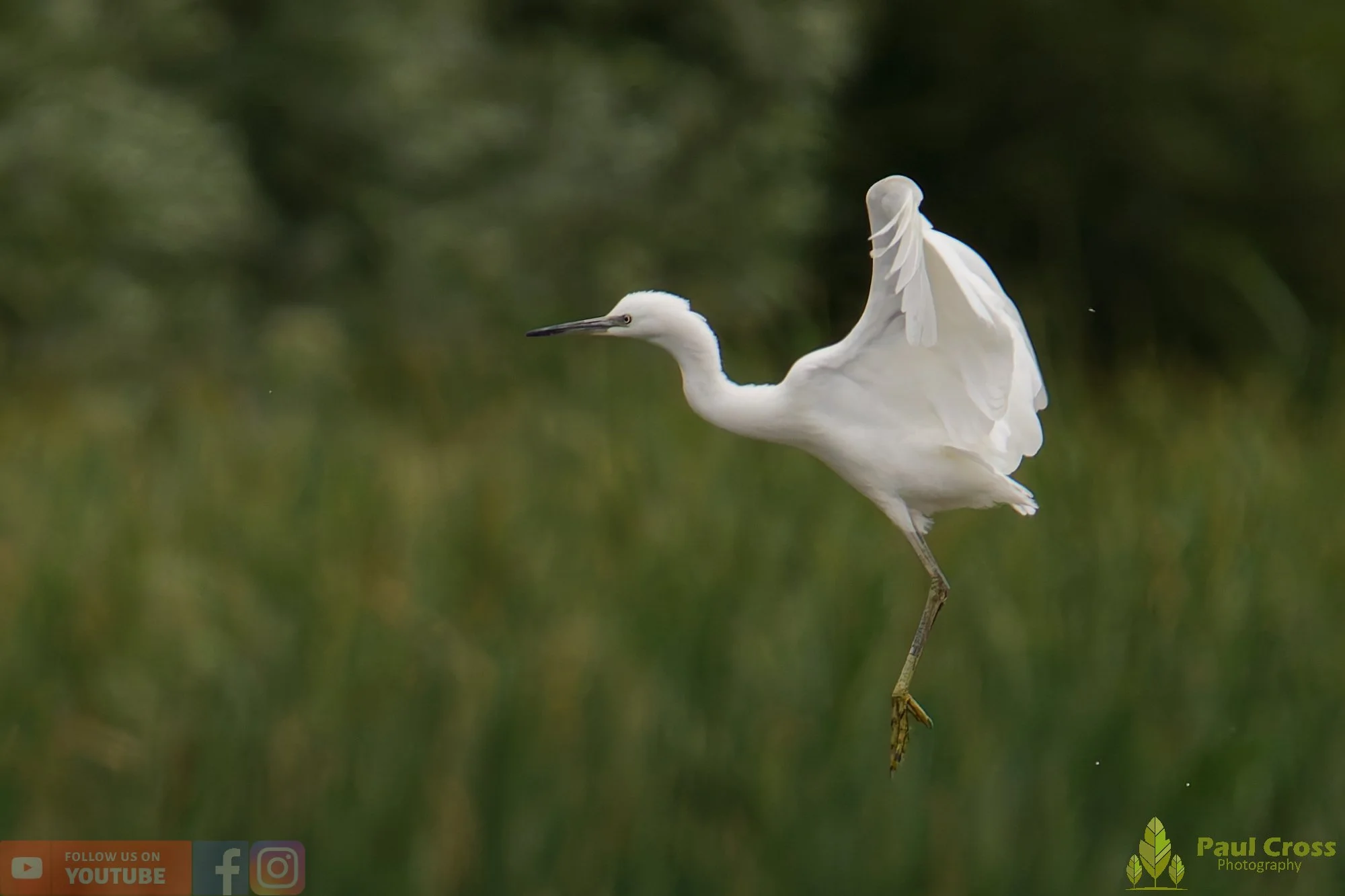 Little Egret-00453.jpg