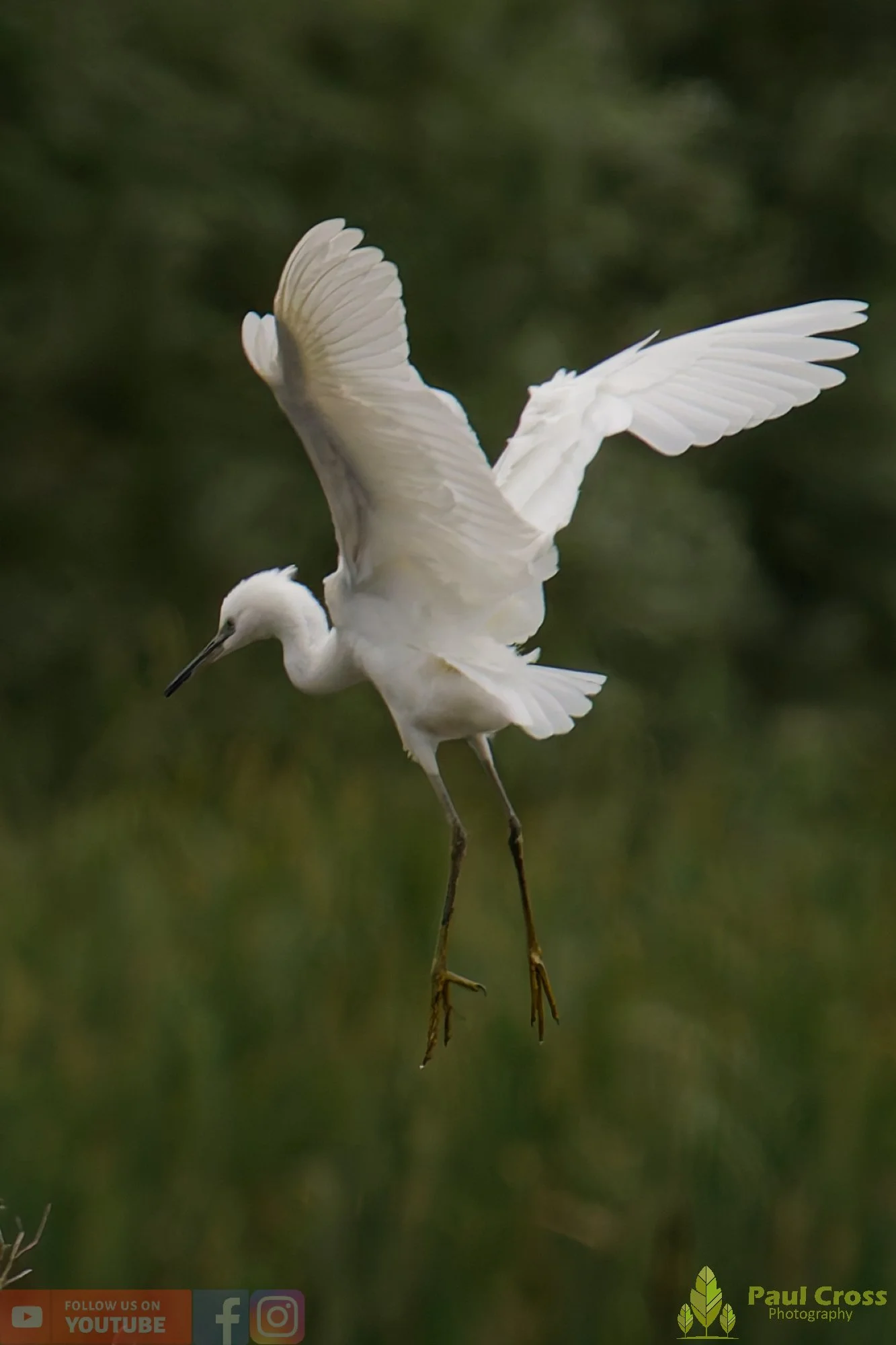 Little Egret-00454.jpg