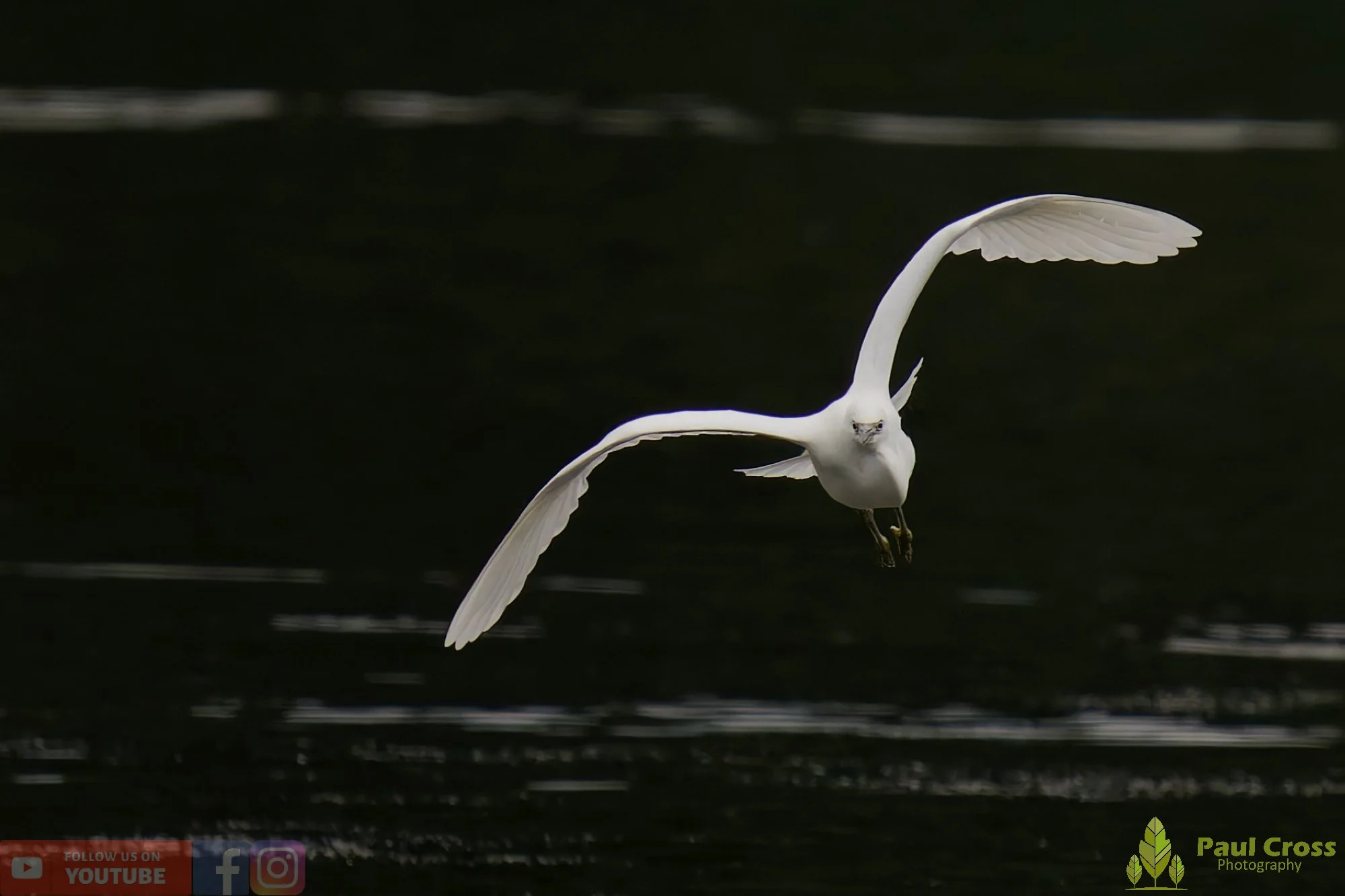 Little Egret-00455.jpg