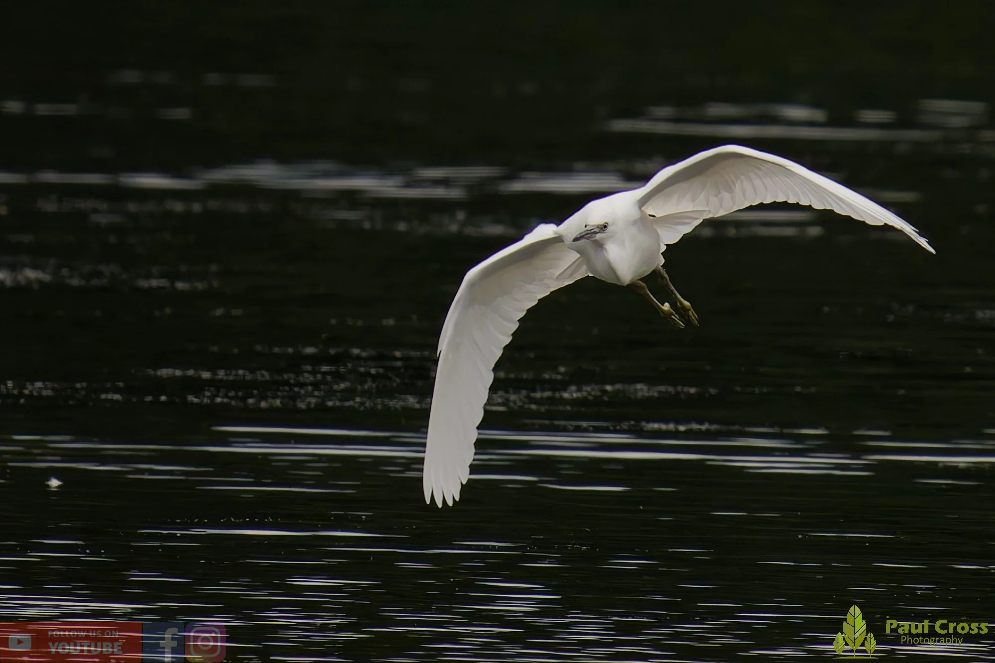 Little Egret-00458.jpg