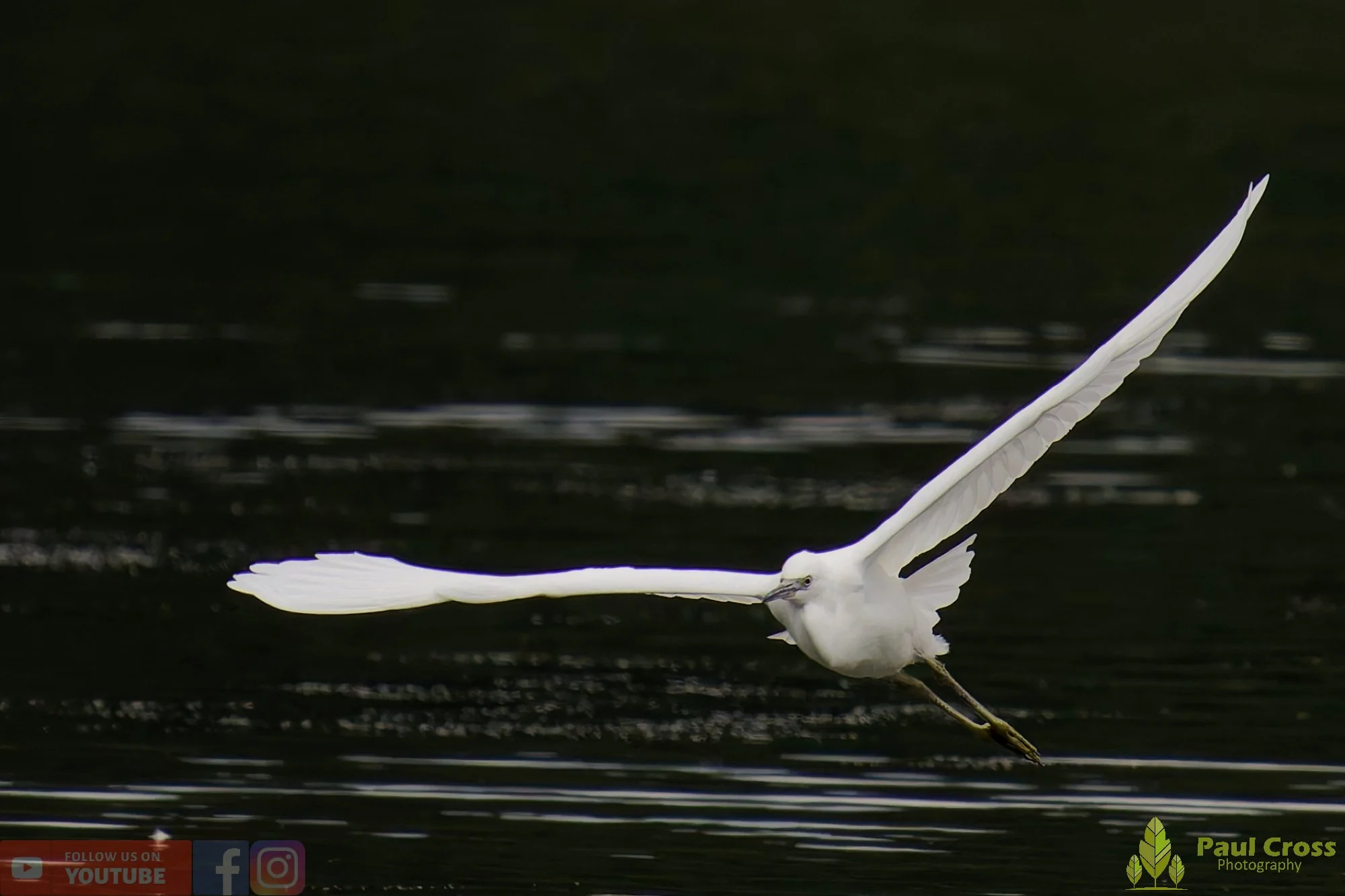 Little Egret-00459.jpg