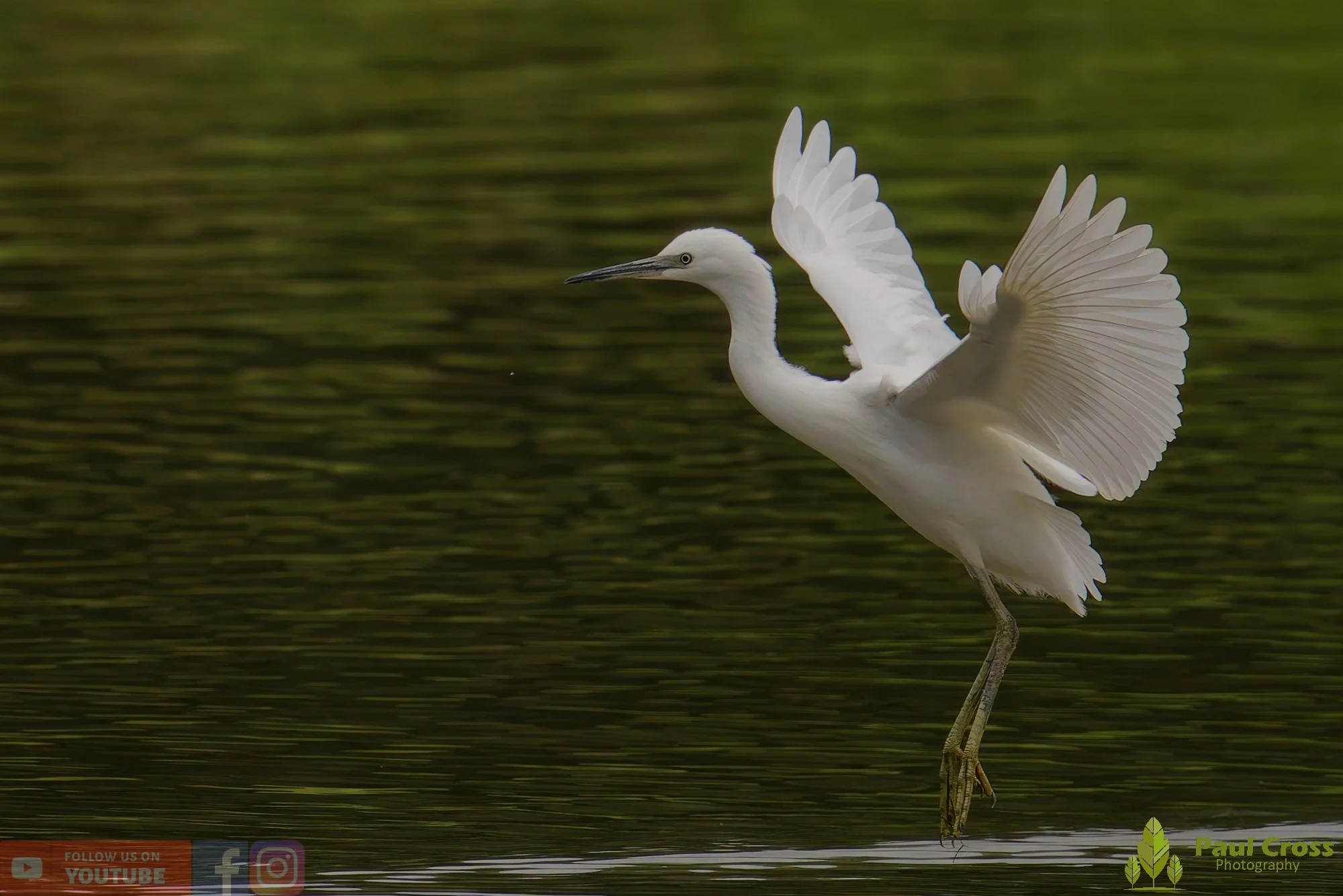 Little Egret-00460.jpg