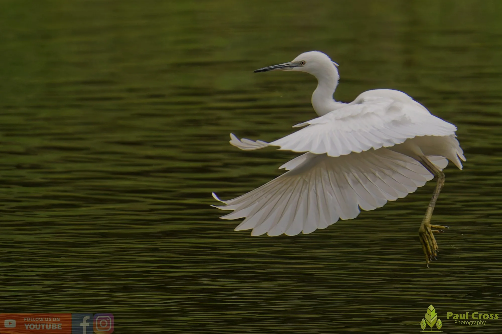 Little Egret-00461.jpg
