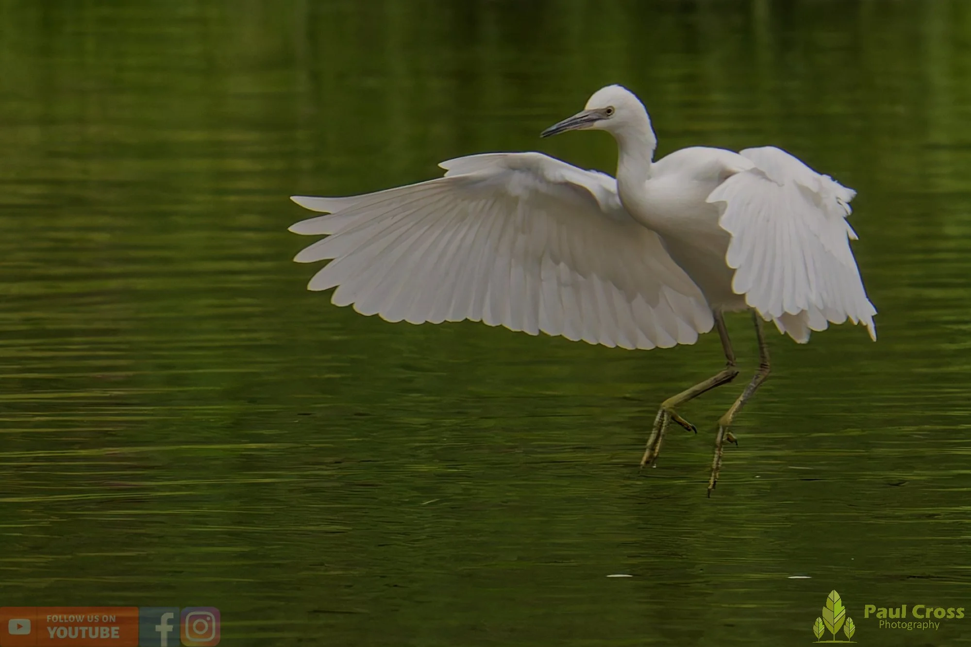 Little Egret-00462.jpg