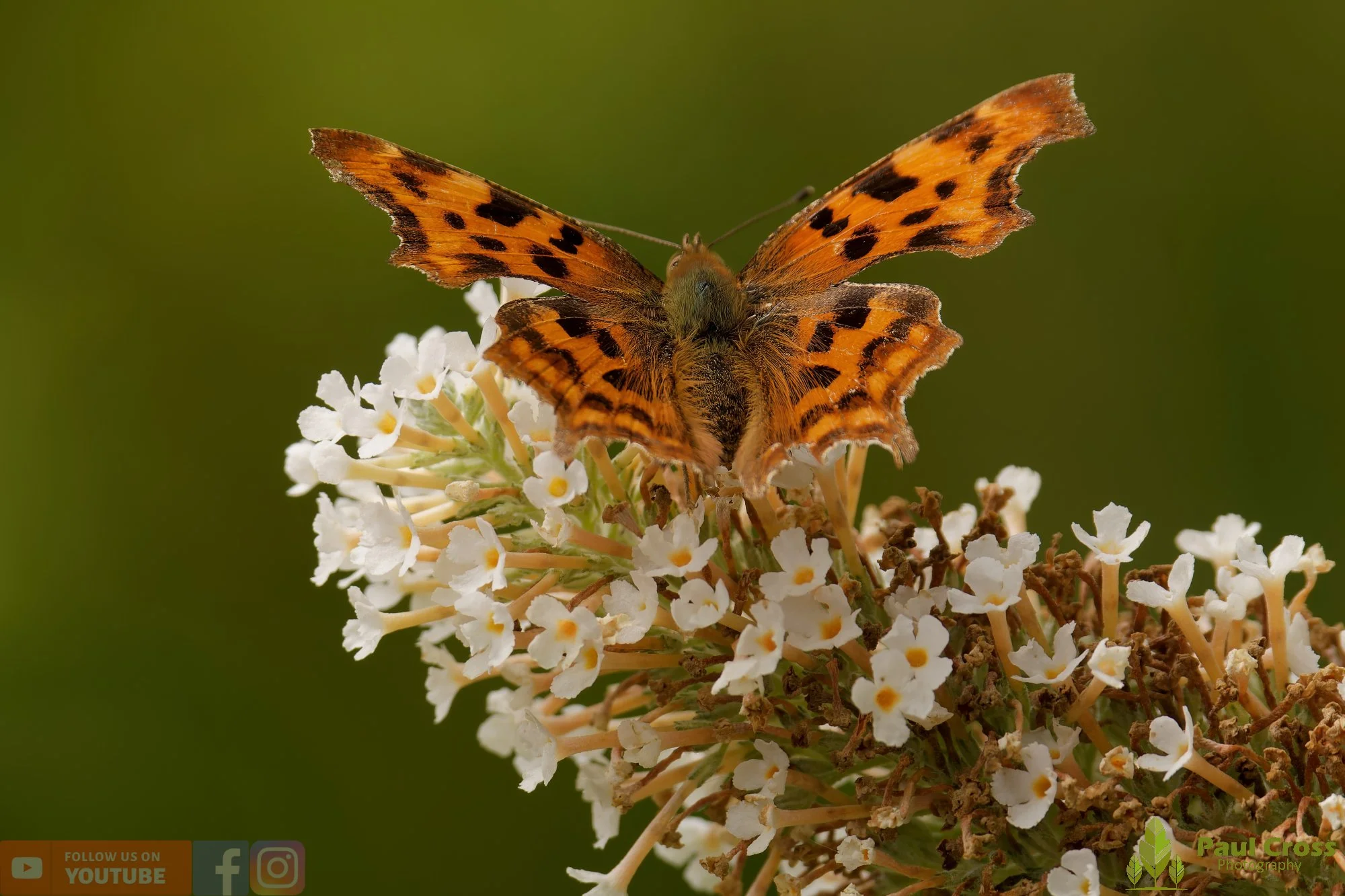 Comma-00044.jpg