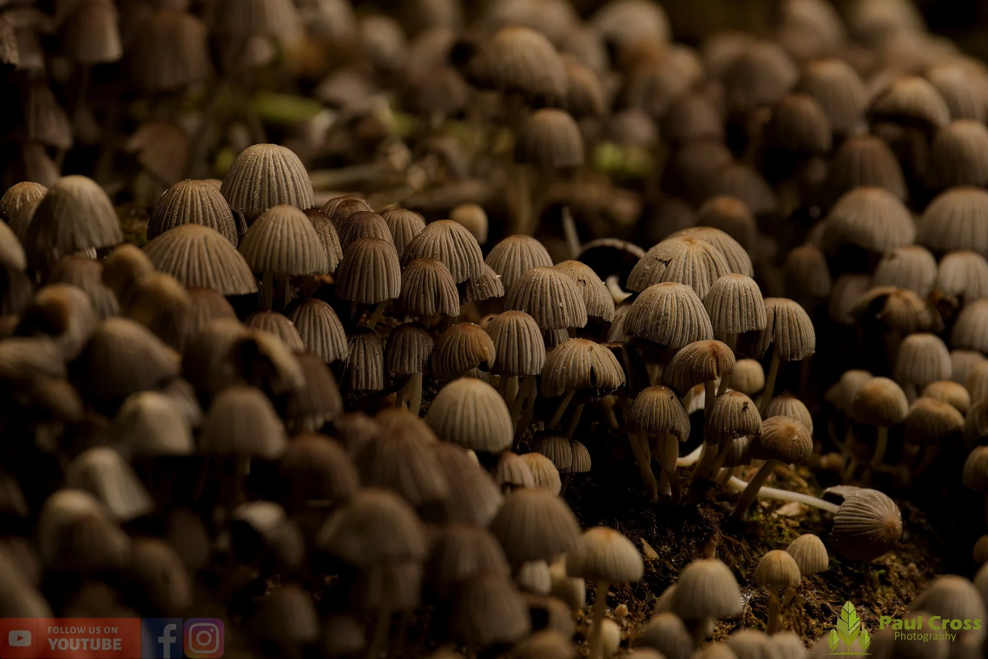 Fairy Inkcap-00001.jpg