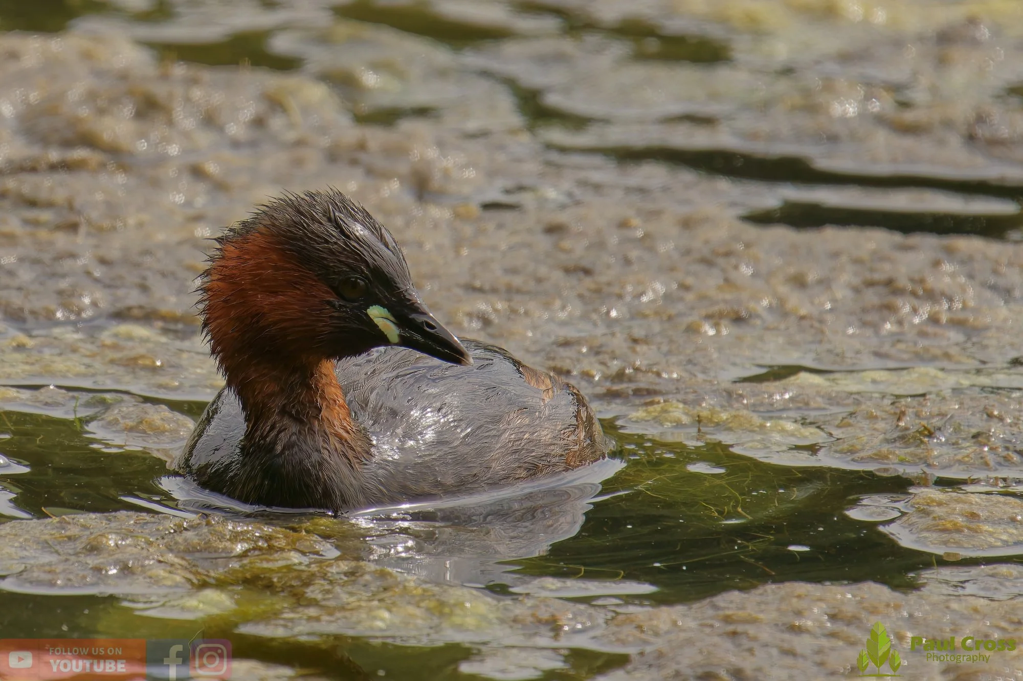Little Grebe-00235.jpg