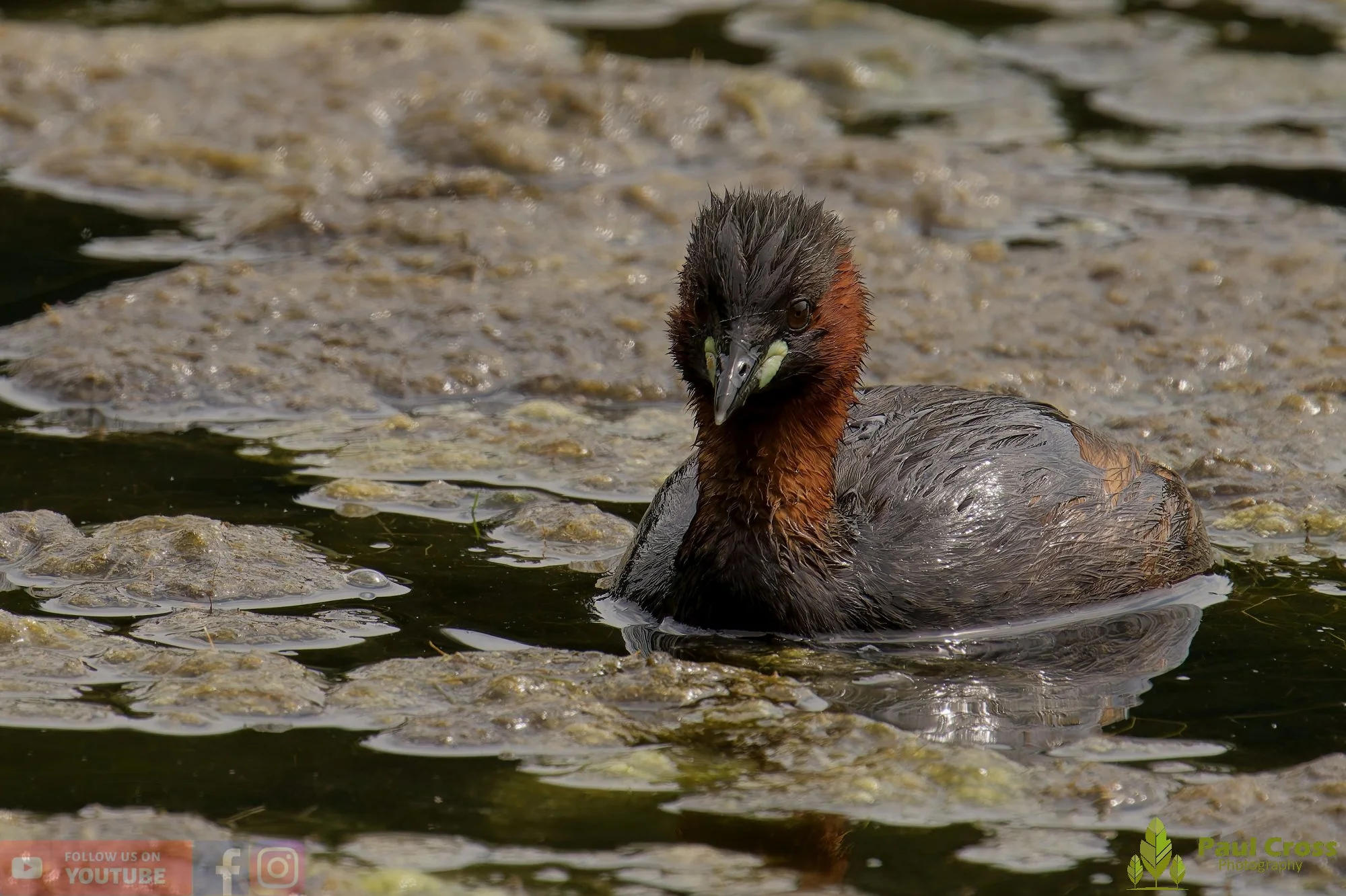 Little Grebe-00236.jpg