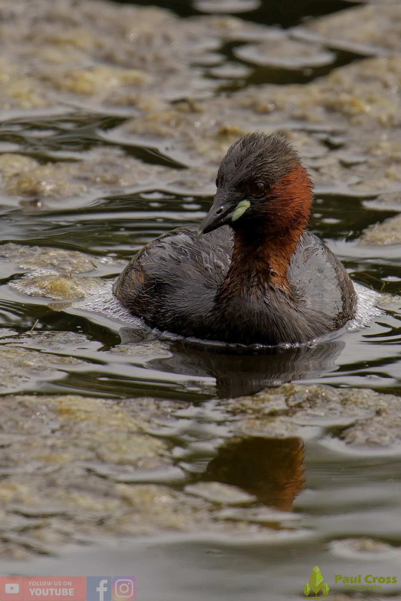 Little Grebe-00237.jpg