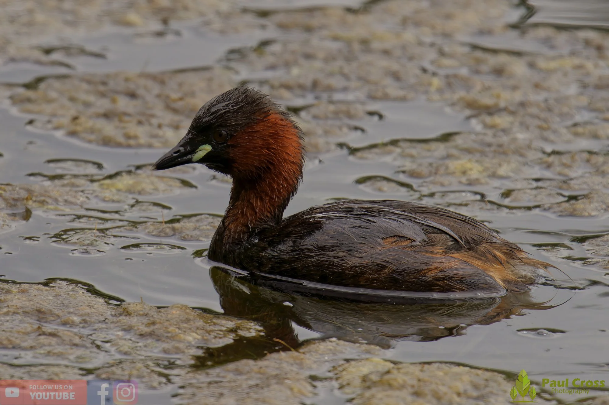 Little Grebe-00238.jpg