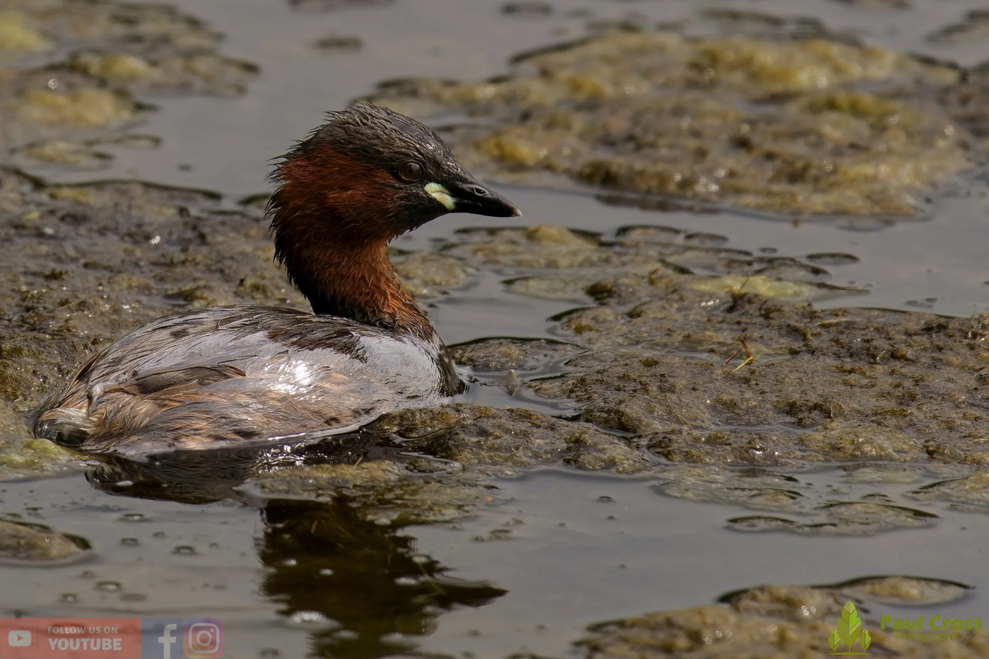 Little Grebe-00239.jpg