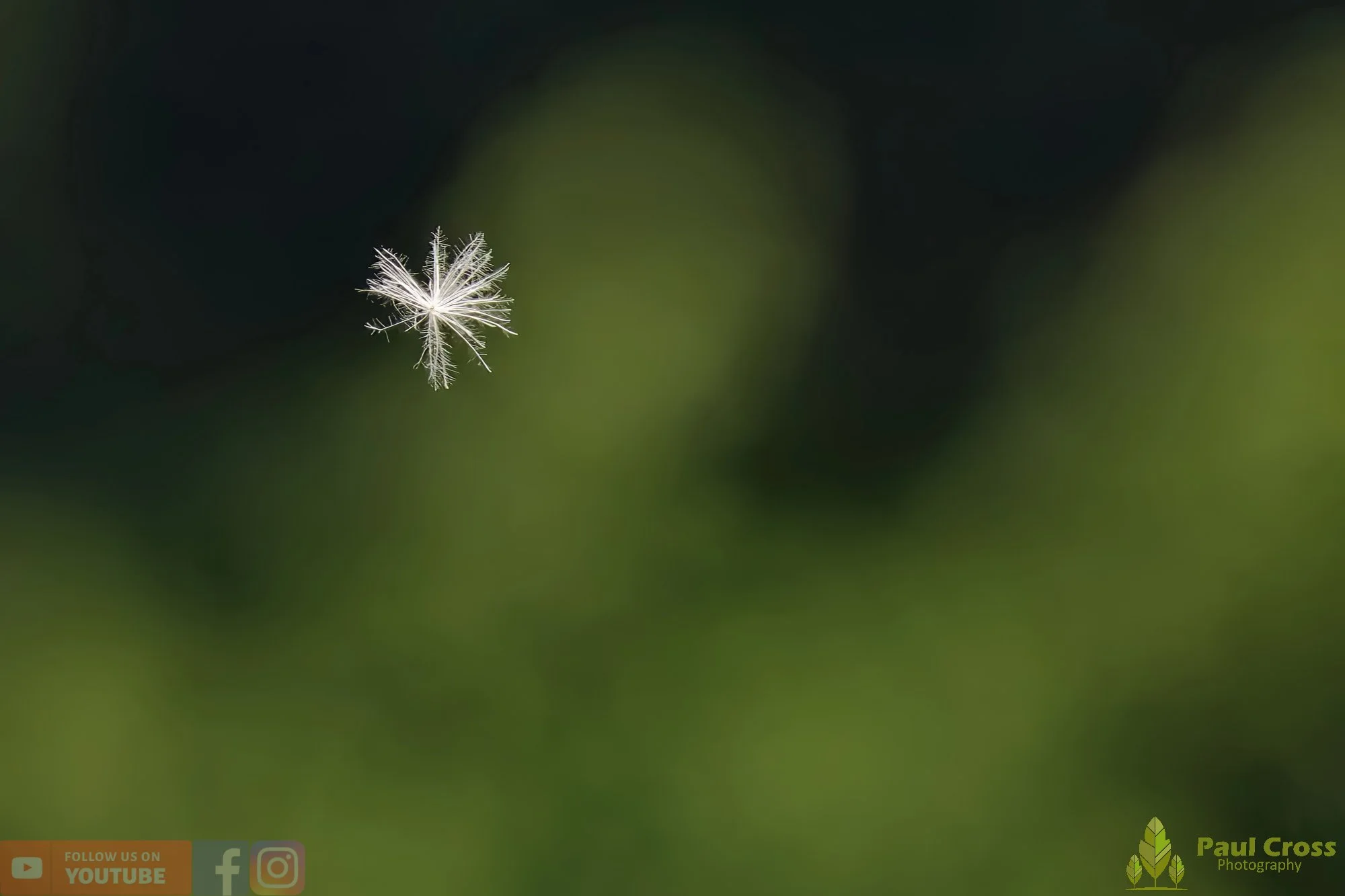 Thistle-00011.jpg