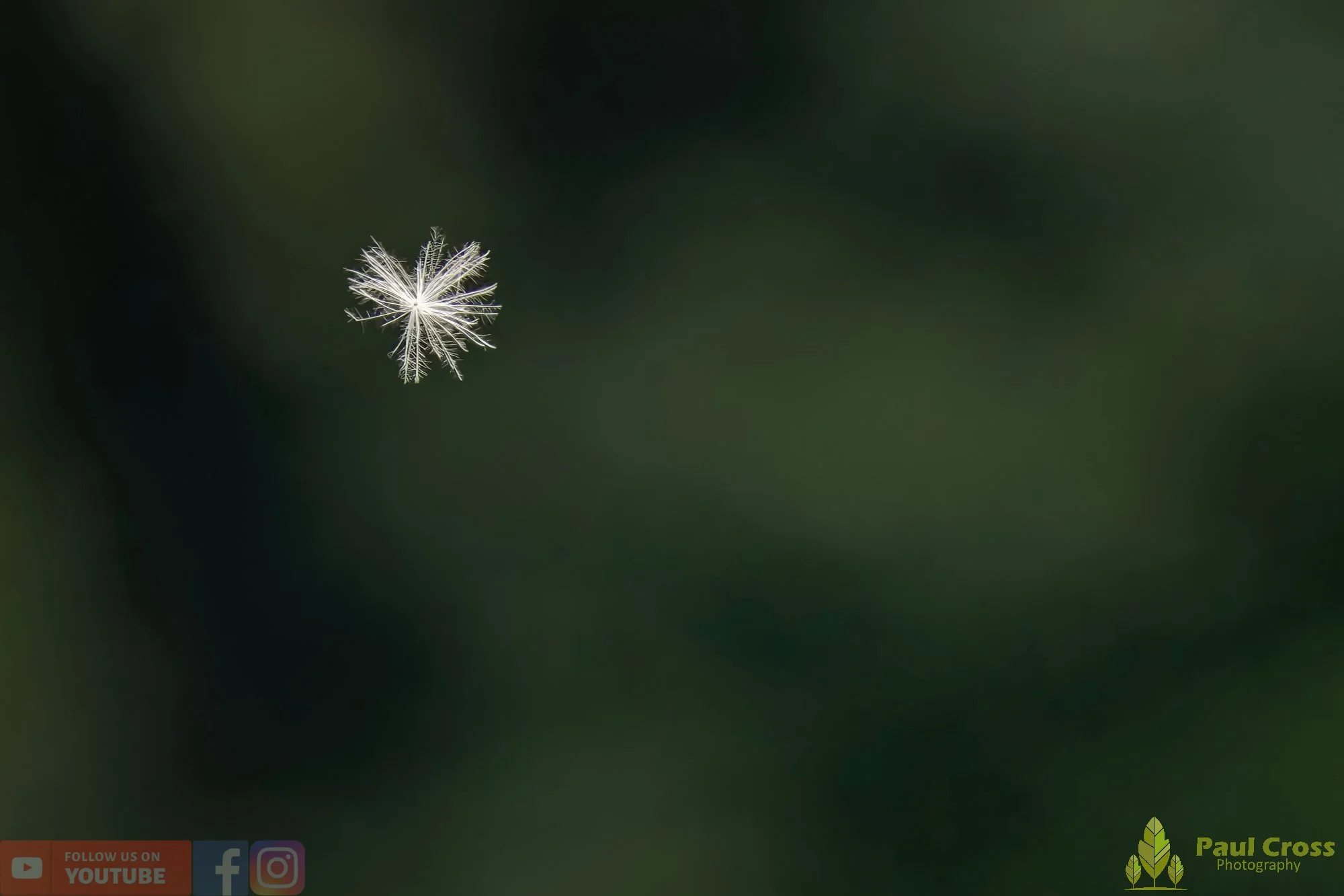 Thistle-00013.jpg