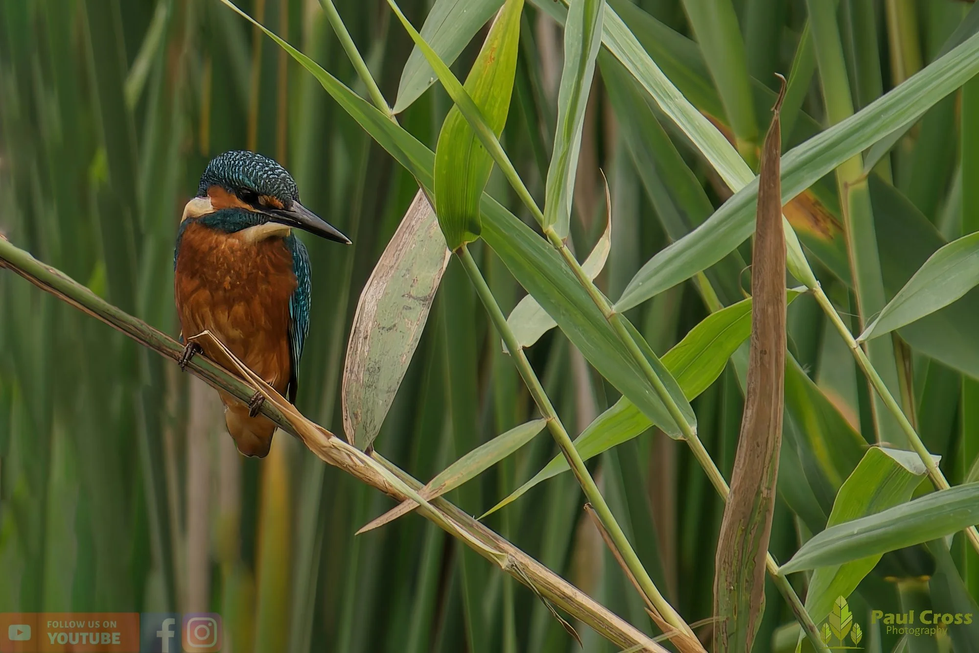Kingfisher-00386.jpg