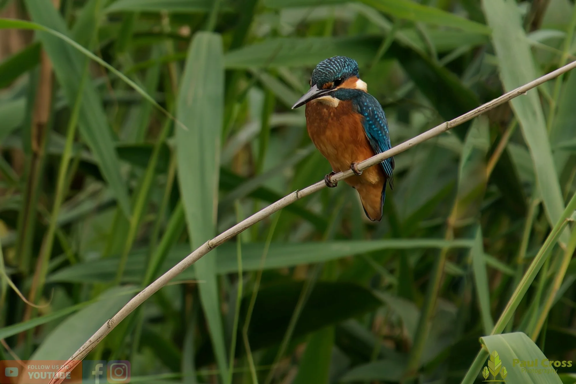 Kingfisher-00398.jpg