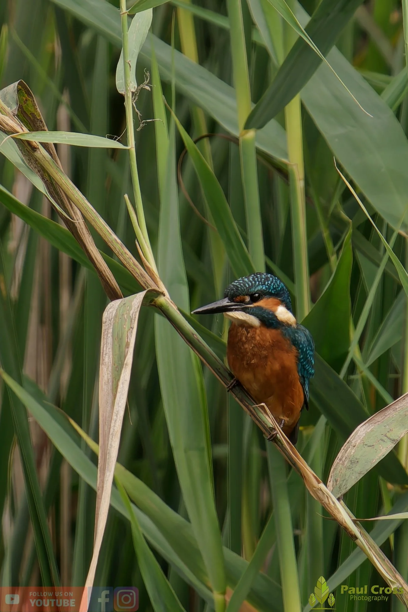 Kingfisher-00395.jpg