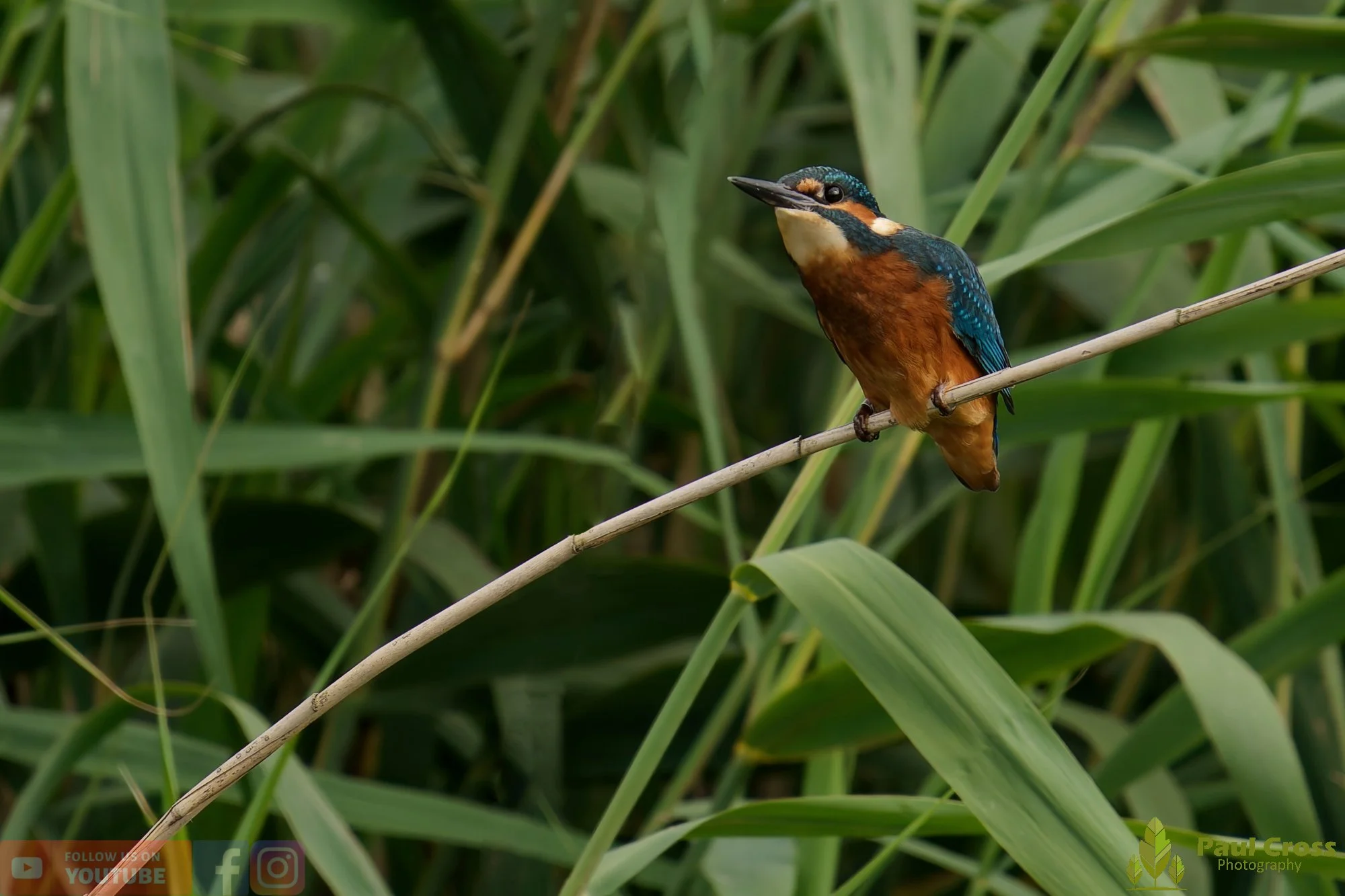 Kingfisher-00399.jpg