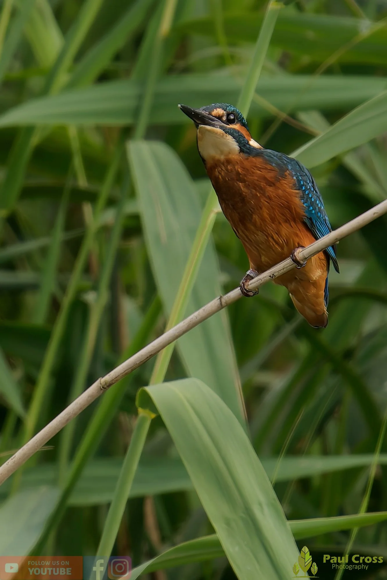 Kingfisher-00400.jpg