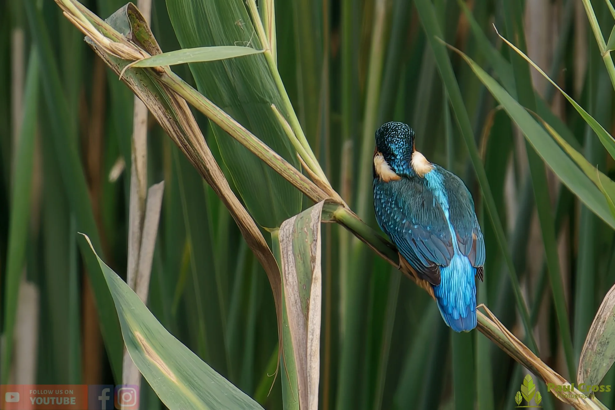 Kingfisher-00401.jpg