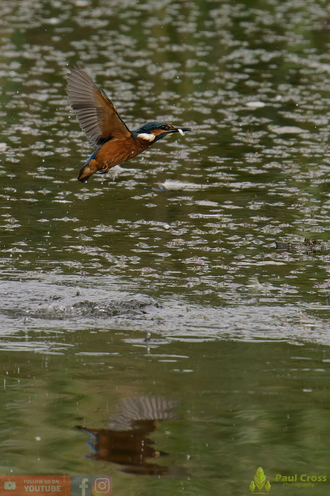 Kingfisher-00389.jpg