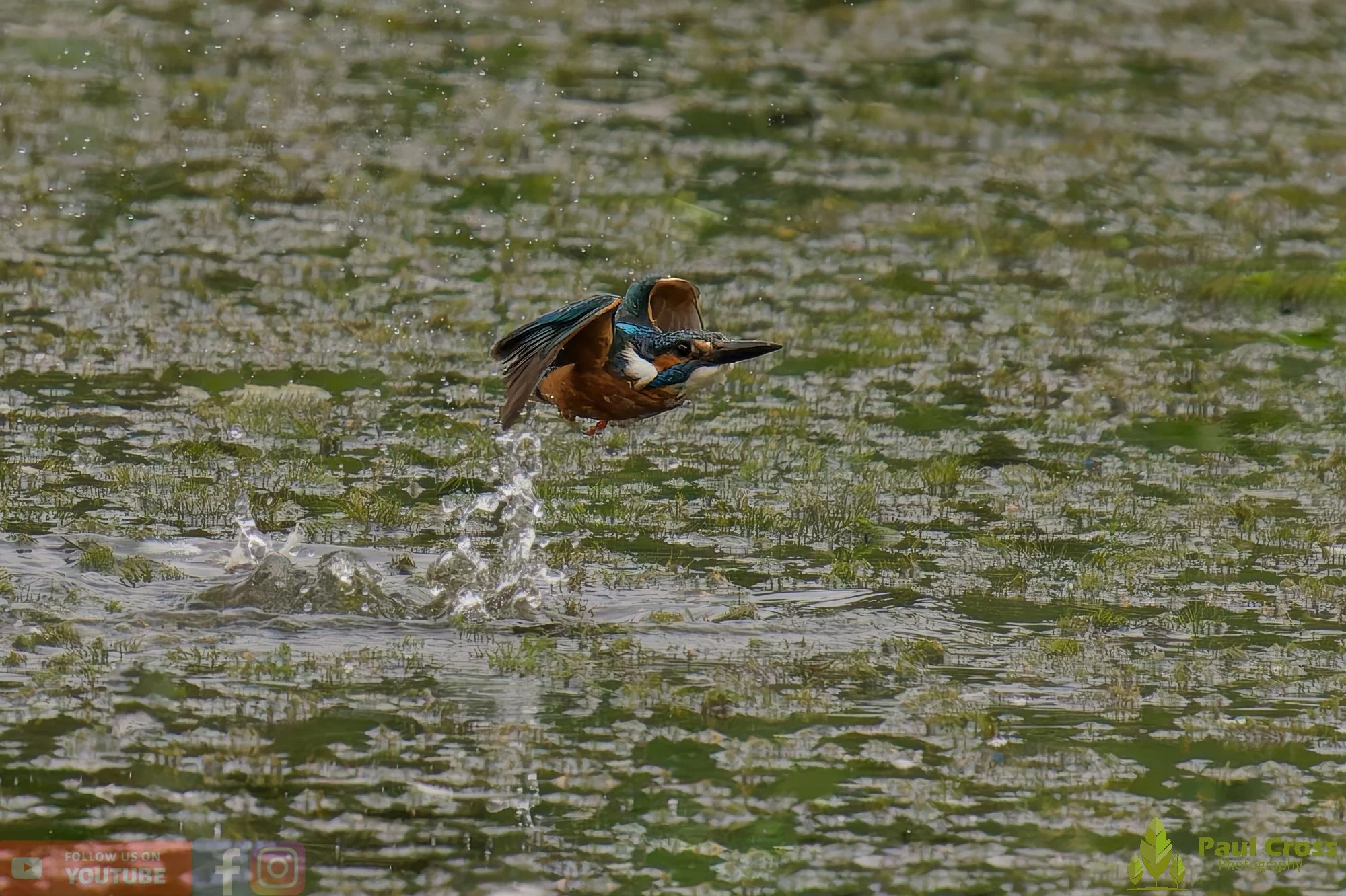 Kingfisher-00388.jpg