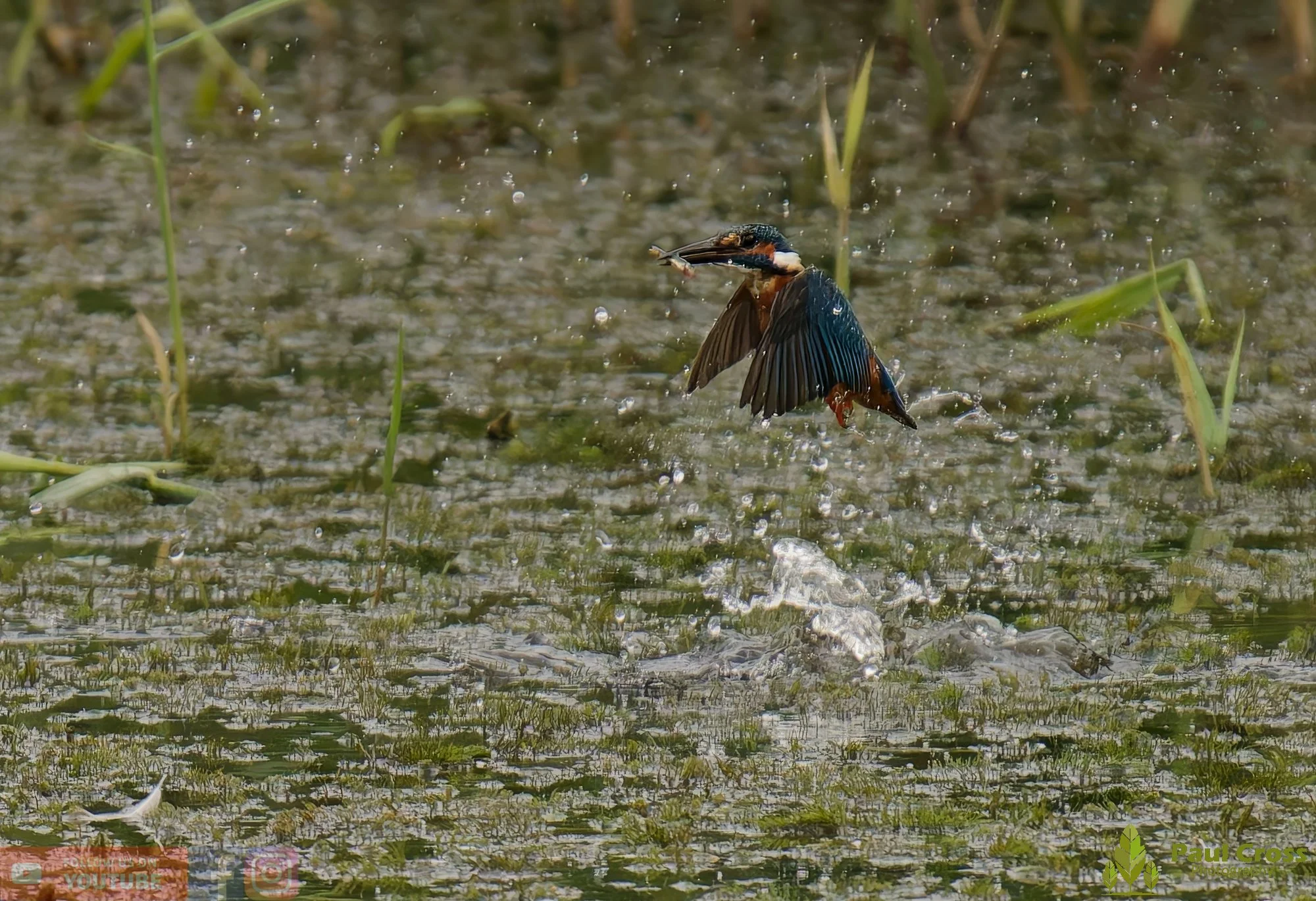 Kingfisher-00390.jpg