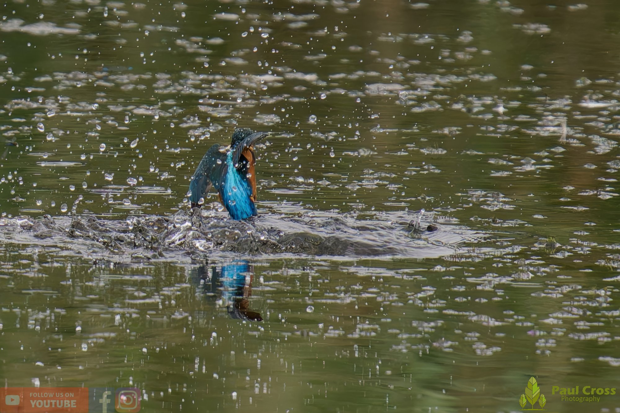 Kingfisher-00391.jpg