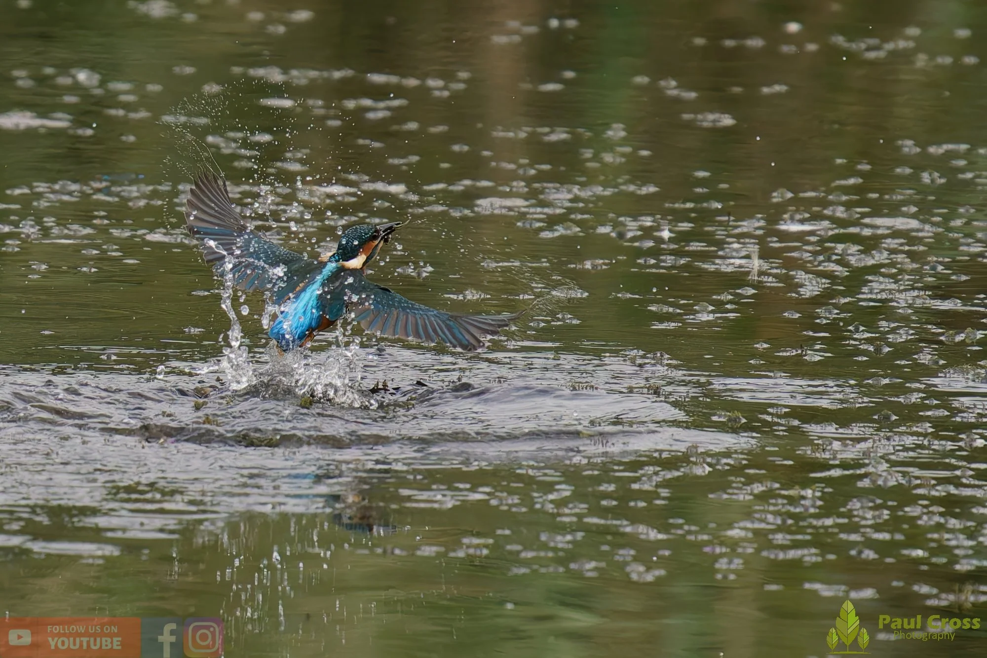 Kingfisher-00392.jpg