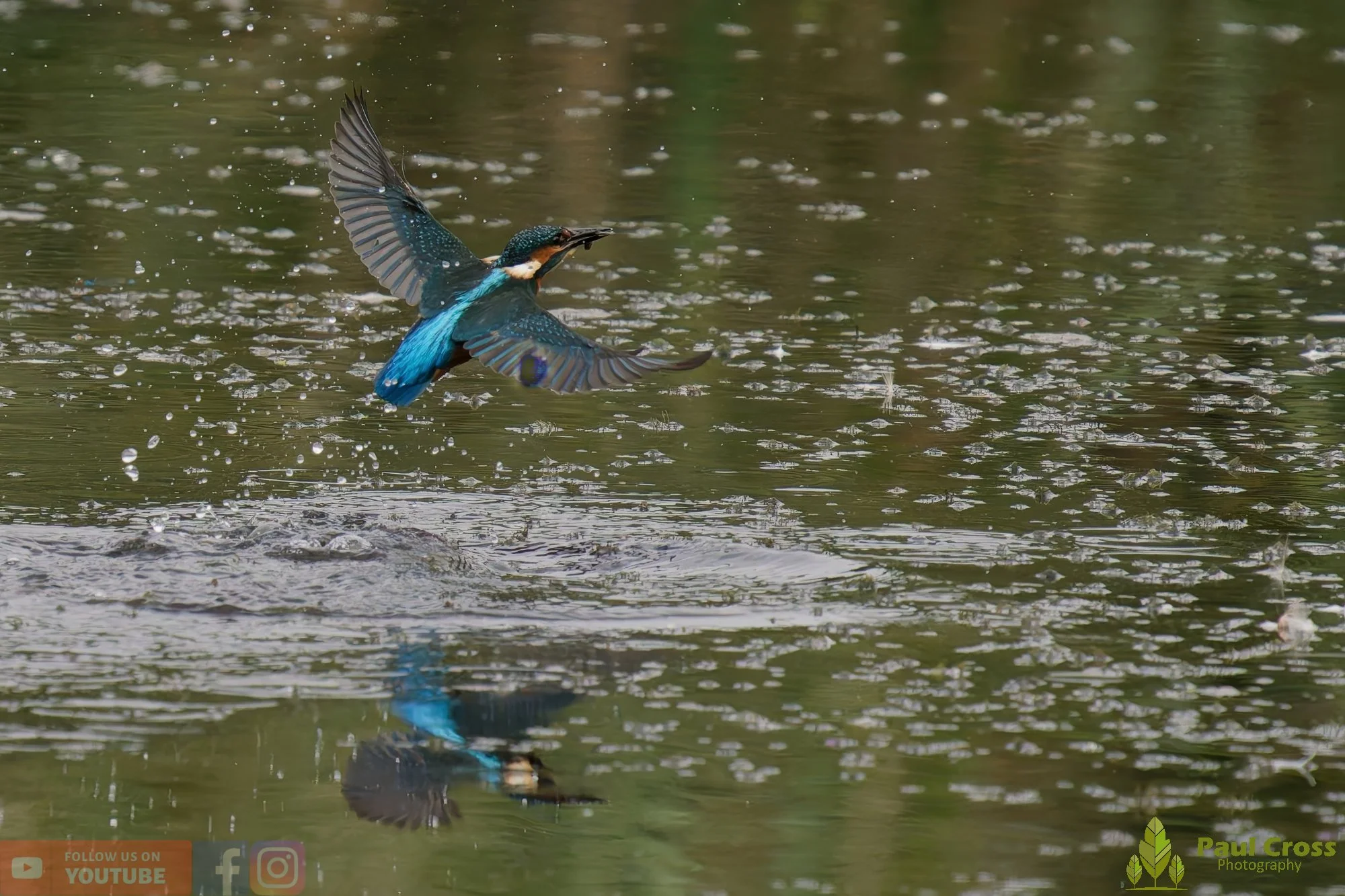 Kingfisher-00393.jpg