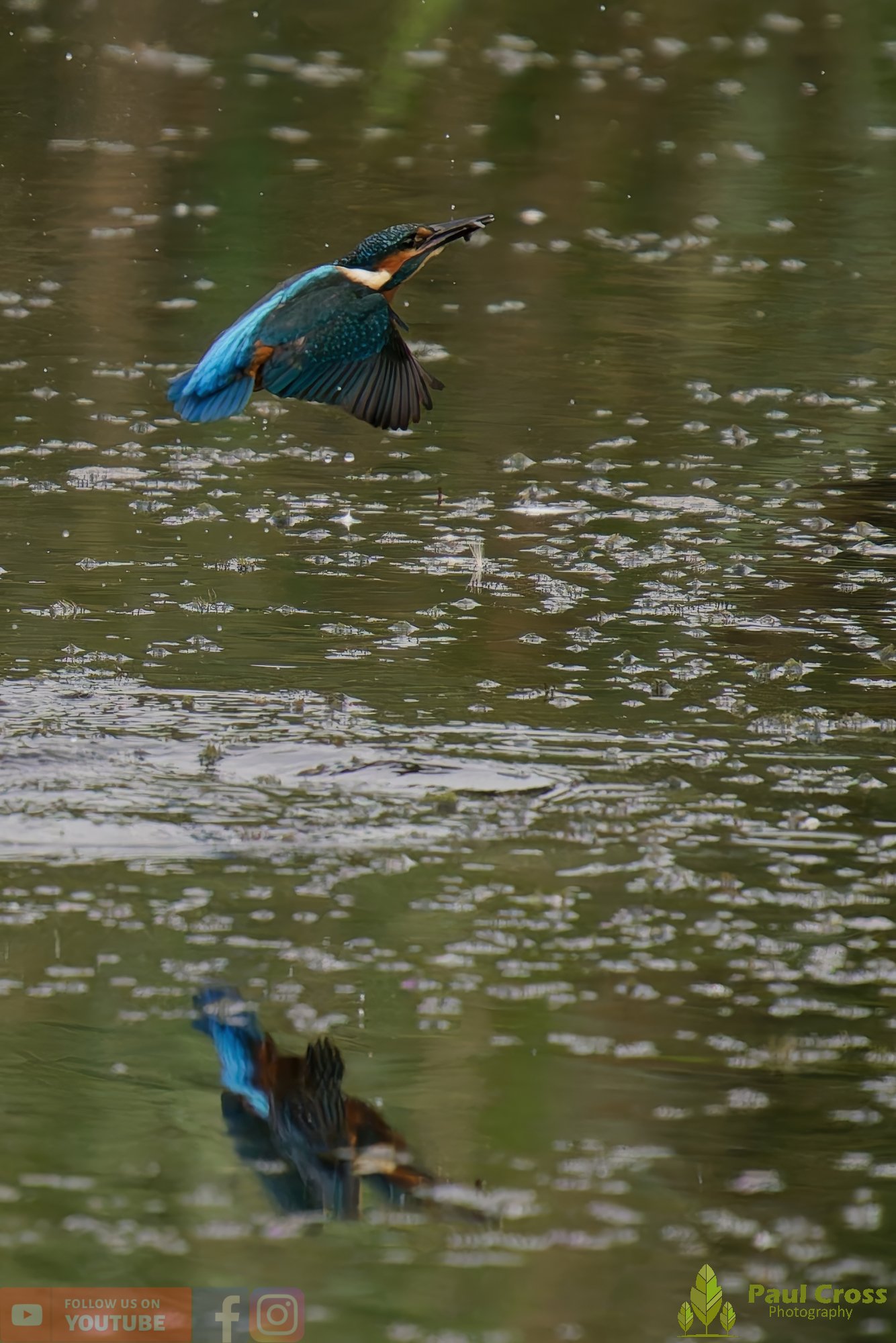 Kingfisher-00394.jpg