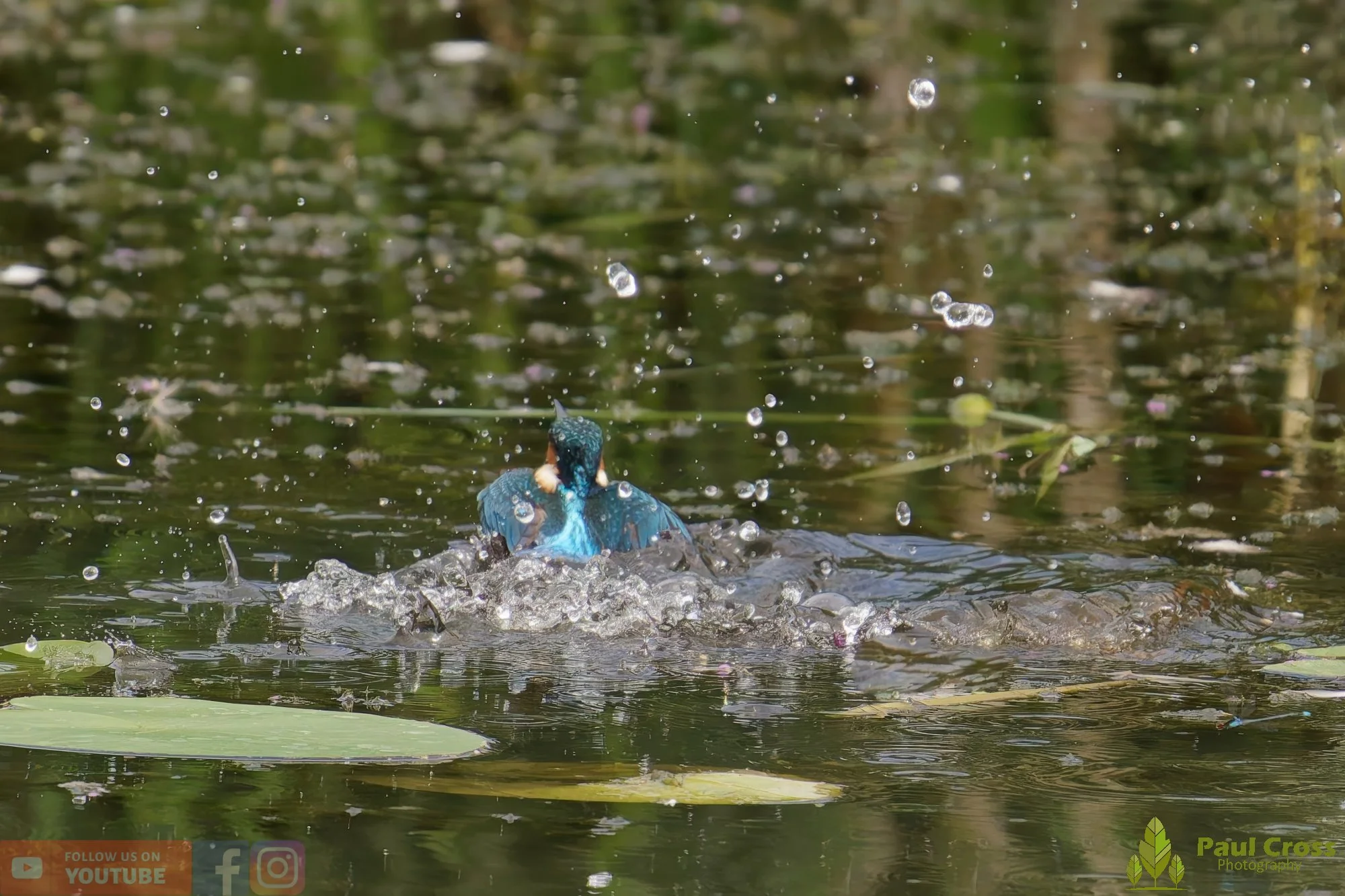 Kingfisher-00396.jpg