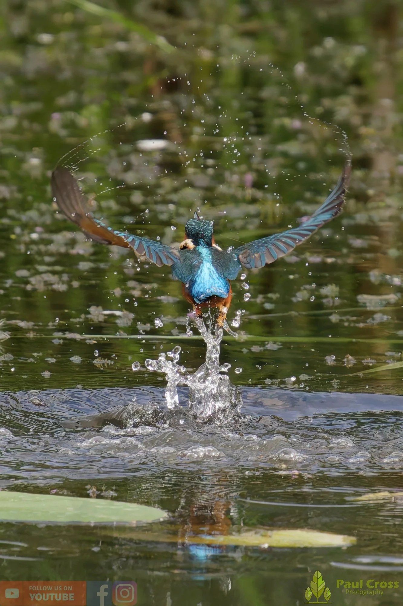 Kingfisher-00397.jpg
