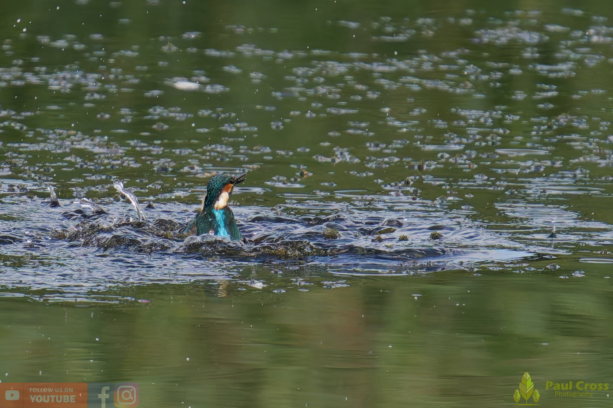 Kingfisher-00402.jpg